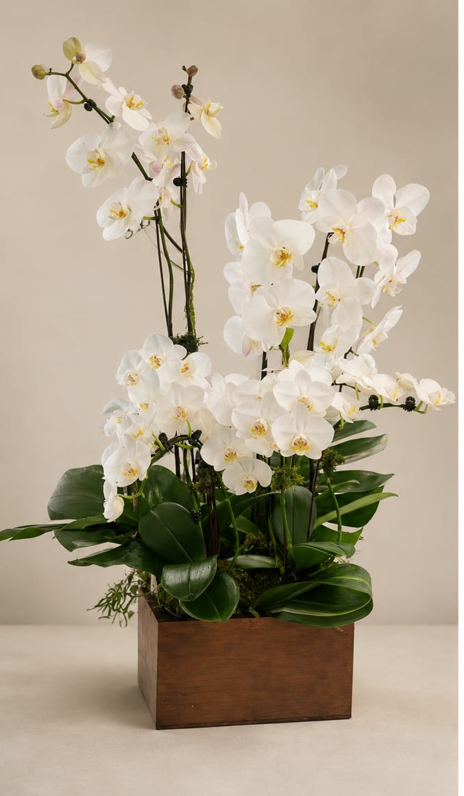 Elegant &amp; Meaningful Orchids - Elegant and meaningful mix of white orchids, different sizes in a recycled wood box. 30 tall approx.