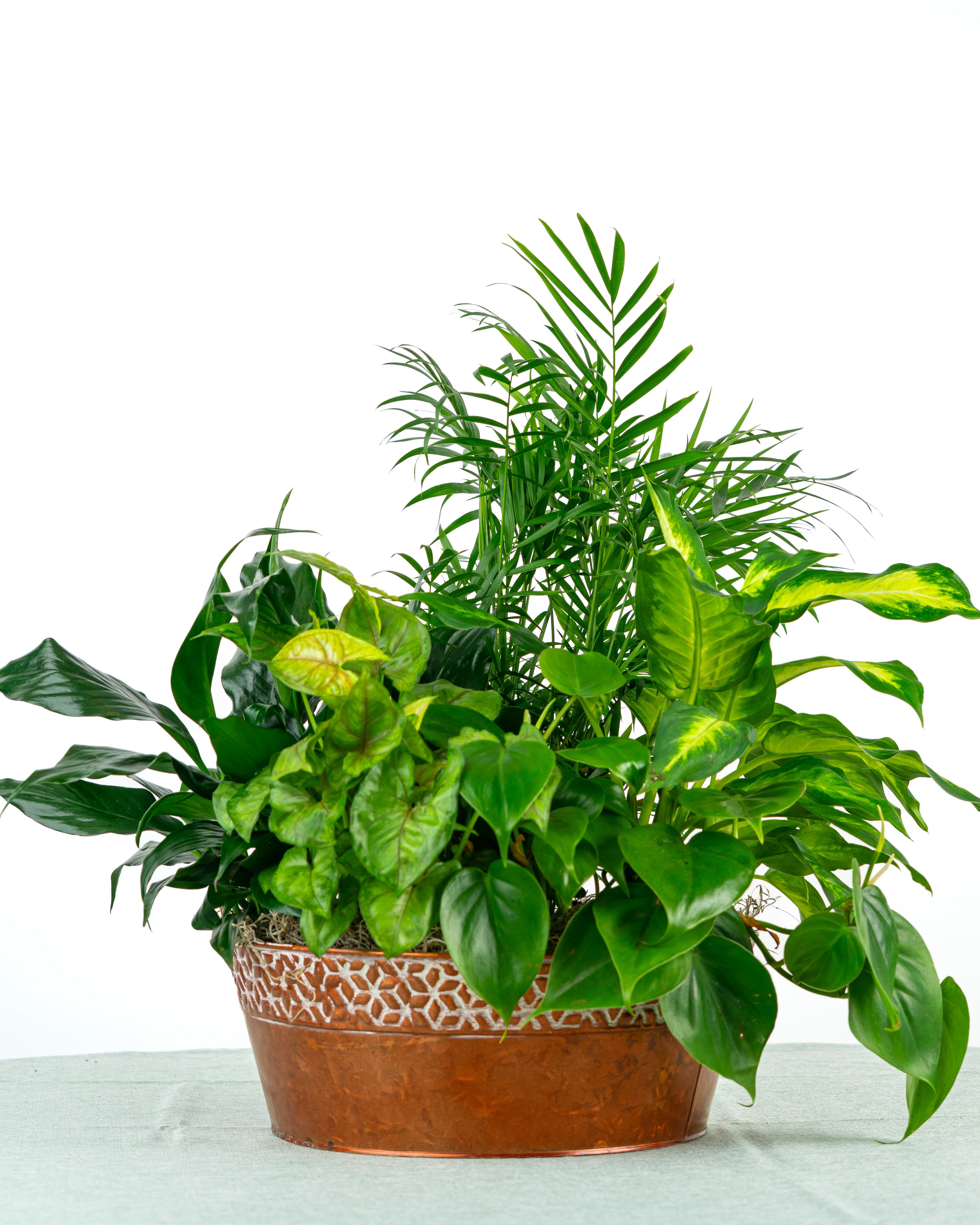 Mixed green houseplants in a low copper metal planter
