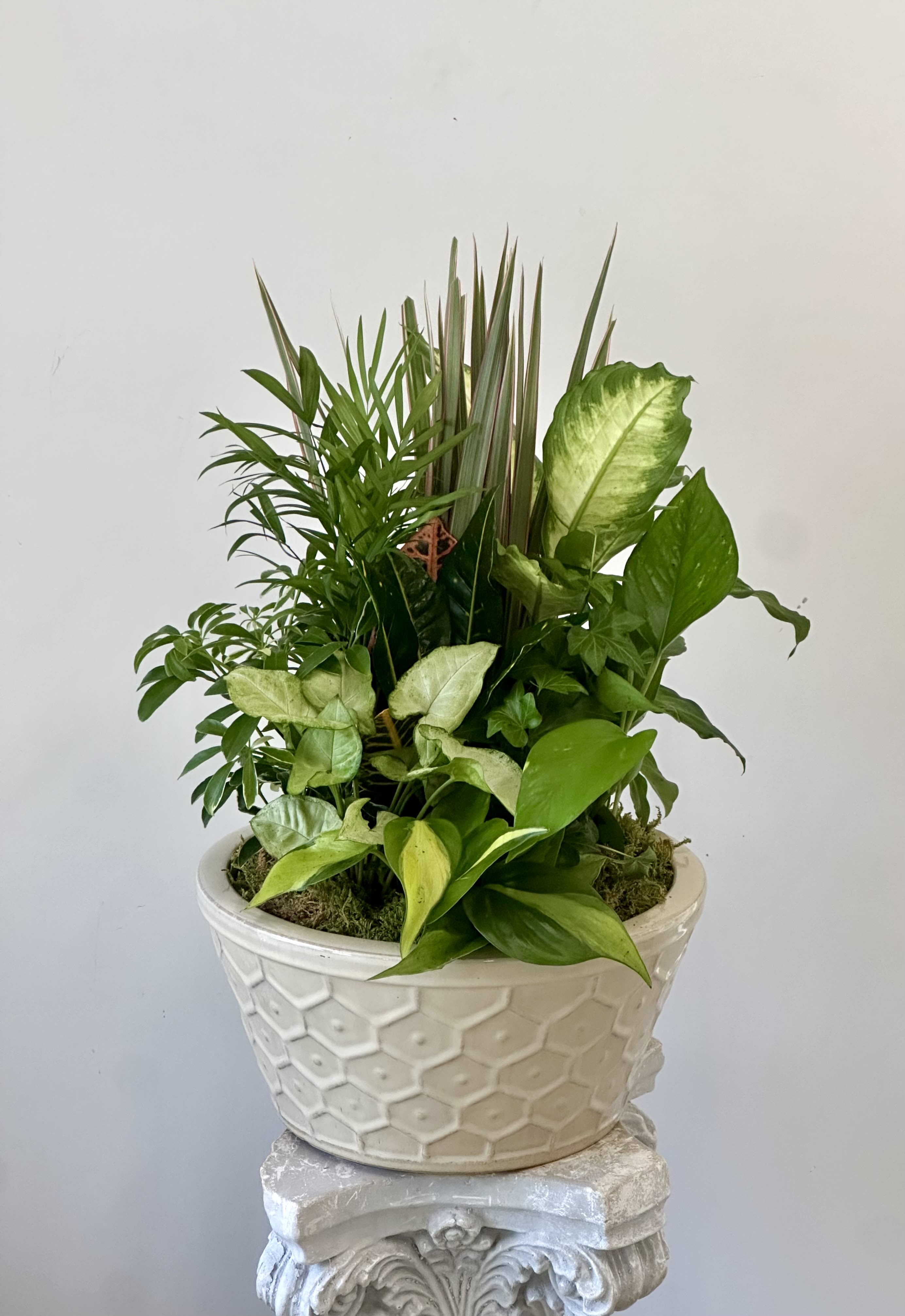 Dish Garden 12" by Westford Florist - Elevate the ambiance of your home or office with our magnificent Dish Garden in a 12-inch ceramic pot. Crafted by Westford Florist, this stunning arrangement features a variety of vibrant green plants carefully arranged to create a harmonious and sophisticated look. With its elegant design and timeless beauty, this Dish Garden is sure to enhance any living space and bring a touch of nature indoors. Whether placed on a coffee table, desk, or shelf, this exquisite piece will add an air of elegance and charm to any room. Please note that container colors and plant selection may vary slightly but rest assured that each Dish Garden is curated with care and attention to detail. Experience the beauty of nature in your home with our luxurious Dish Garden from Westford Florist.