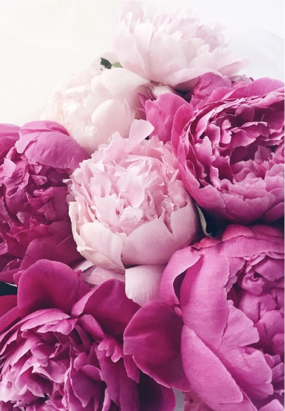 Wrapped bouquet of seasonal peonies.  - Seasonal Peonies with filler in bouquet  to drop into your own vase . Color of the blooms will vary with availability each week.