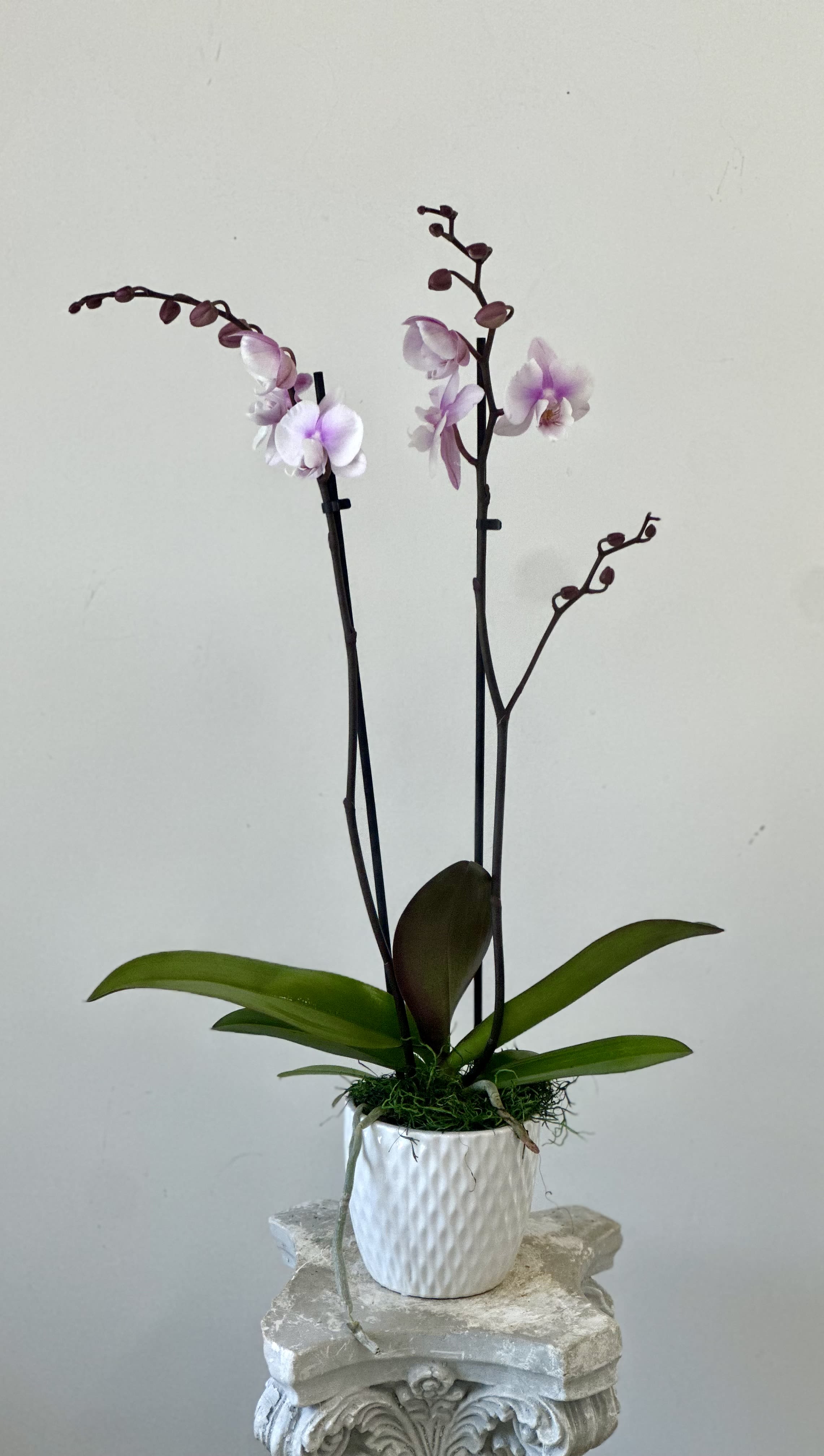 Phalaenopsis Orchid by Westford Florist Floral Art by Veny - Elevate your space with the exquisite Phalaenopsis Orchids by Westford Florist Floral Art by Veny. Known for their stunning appearance and graceful blooms, these orchids bring an air of elegance to any environment. With approximately seventy species in the Orchidaceae family, moth orchids are celebrated for their vibrant colors that seamlessly complement both modern and classic décor. These beautifully crafted plants require minimal care—simply water them weekly with three ice cubes and position them in a bright location. Ideal for enhancing your home or as a thoughtful gift, our White Phalaenopsis Orchids promise to flourish with ease while adding a touch of sophistication to every occasion. Transform your surroundings effortlessly with this timeless floral choice from Westford Florist.  