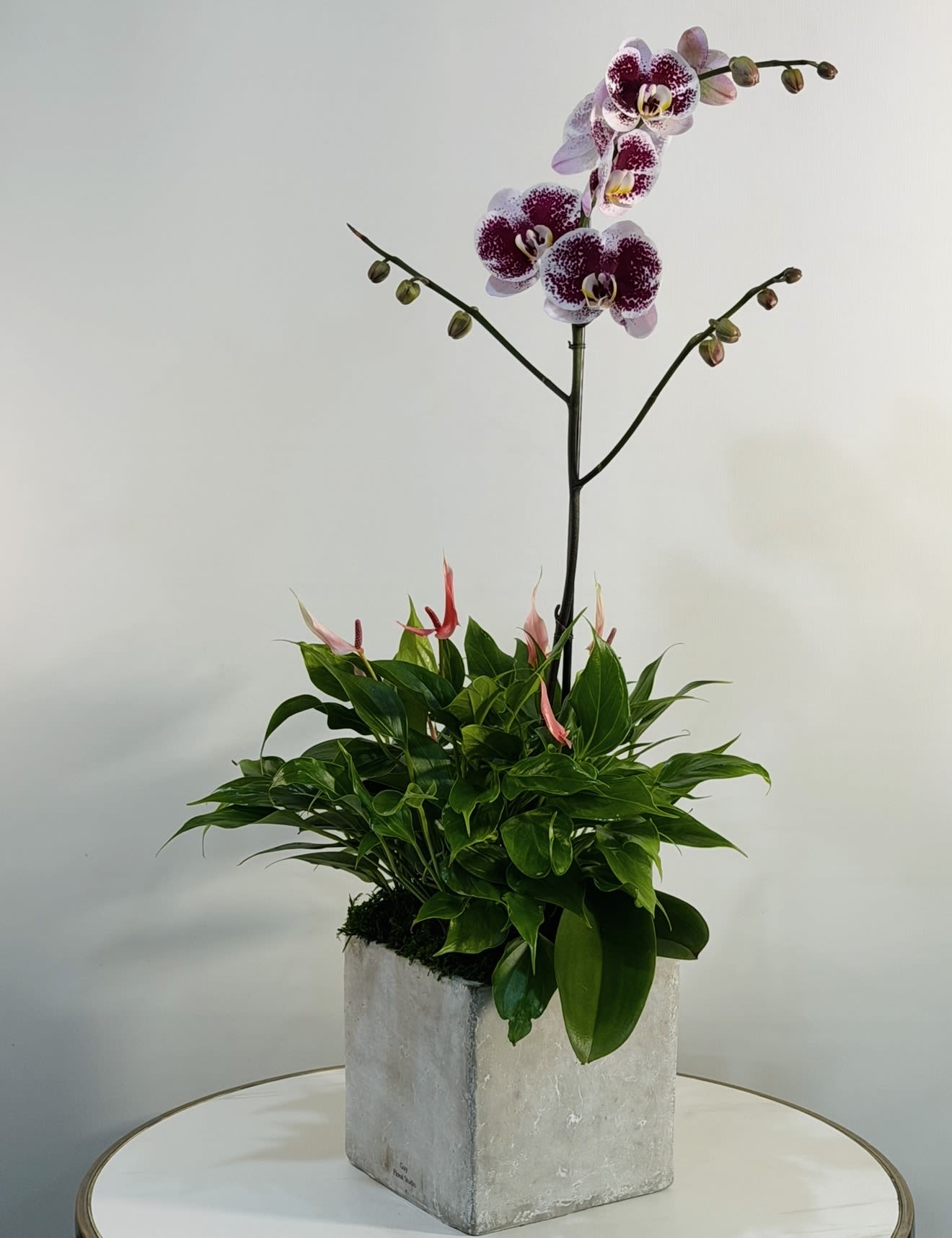 Orchid Serenity Garden - Bring elegance and tranquility into any space with our Orchid Serenity Garden arrangement from  Guy Floral Studio. This modern luxury planter features a stunning blooming Phalaenopsis orchid beautifully designed with lush green plants in a contemporary stone container.  Perfect for birthdays, sympathy gestures, thank you gifts, housewarmings, office décor, or luxury plant lovers, this orchid garden adds a sophisticated and peaceful touch to any home or office.  At  Guy Floral Studio, we carefully select fresh premium orchids and tropical plants to create elegant long lasting arrangements with a modern European-inspired style.  We proudly offer same day flower and plant delivery in Los Angeles, Beverly Hills, West Hollywood, Hollywood Hills, Studio City, Sherman Oaks, Encino, Santa Monica, Beverly Grove, and surrounding areas.  Looking for luxury orchid delivery near you? Our handcrafted orchid arrangements are designed to impress and make every occasion feel special.