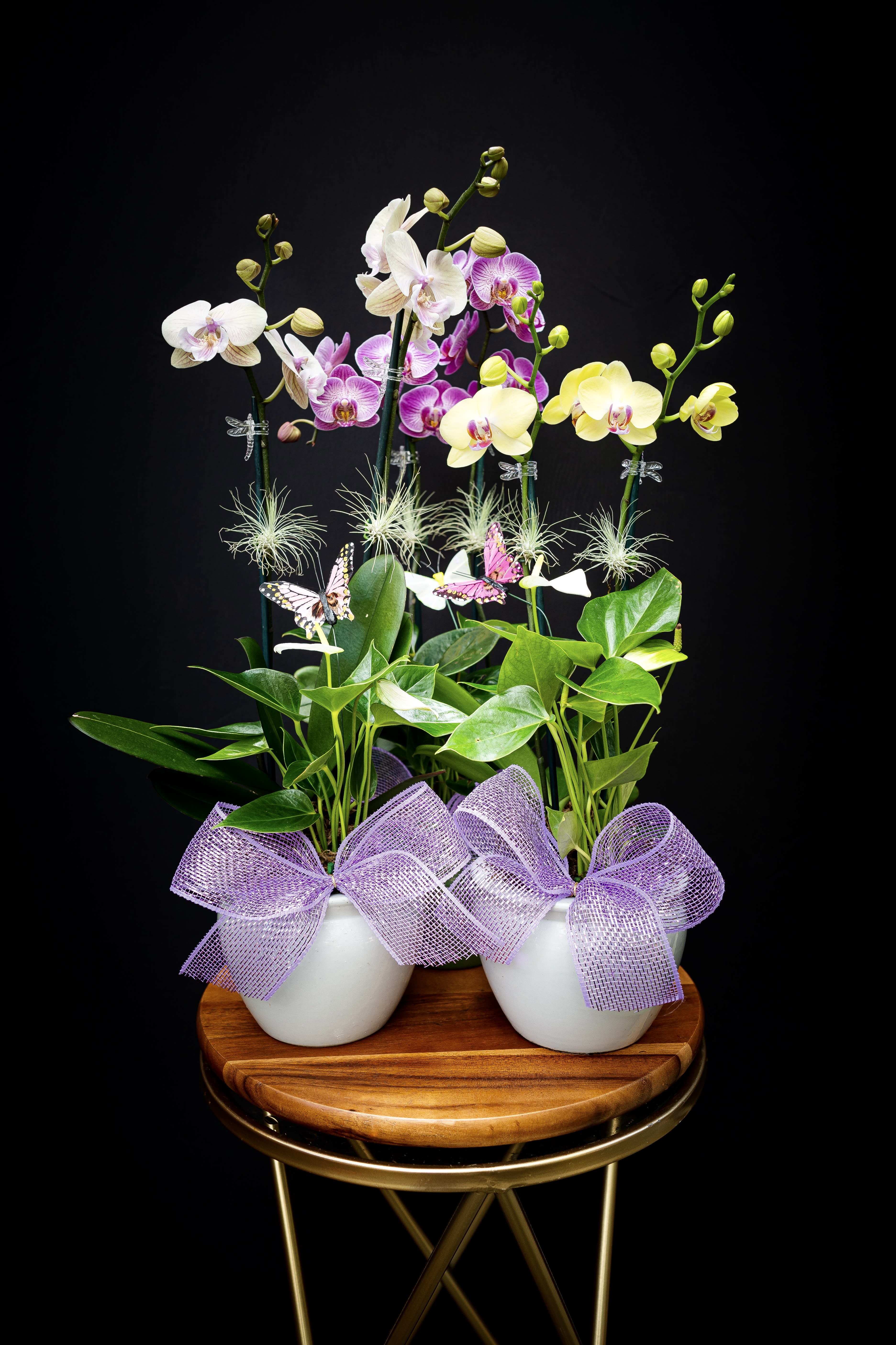 Orchid Oasis (OAHU ONLY) - Escape to a world of natural beauty and immerse yourself in an Orchid Oasis with Tropical Florals Hawaii's exquisite arrangement. Our live orchids are hand-picked from the best local growers and cultivated with expert care to bring you an enchanting display of vibrant, living elegance. Each order includes a single orchid plant with two flower spikes, arranged in a ceramic pot with two secondary tropical plants and air plant accents attached to the orchid stem. The result is a breathtaking display that captures the essence of the tropics and transports you to a world of tranquility and beauty. Indulge in the magic of our Orchid Oasis arrangement and experience the wonder of nature. Our live orchids make a perfect gift that will bring joy for weeks to come. Order yours today from Tropical Florals Hawaii and immerse yourself in the beauty of an Orchid Oasis, where living, vibrant beauty is the essence of life.