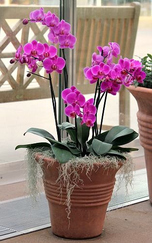 Large Designers choice orchid forest arrangement - Designers choice orchid forest arrangement these long lasting  Blooms are perfect for a garden lover these amazing blooms will last for many weeks for maximum enjoyment. A wonderful gift that keeps on giving