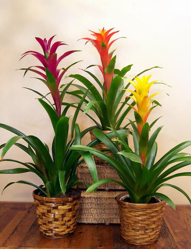 Decorative bromeliad  - Colorful bromeliad long lasting blooming plant