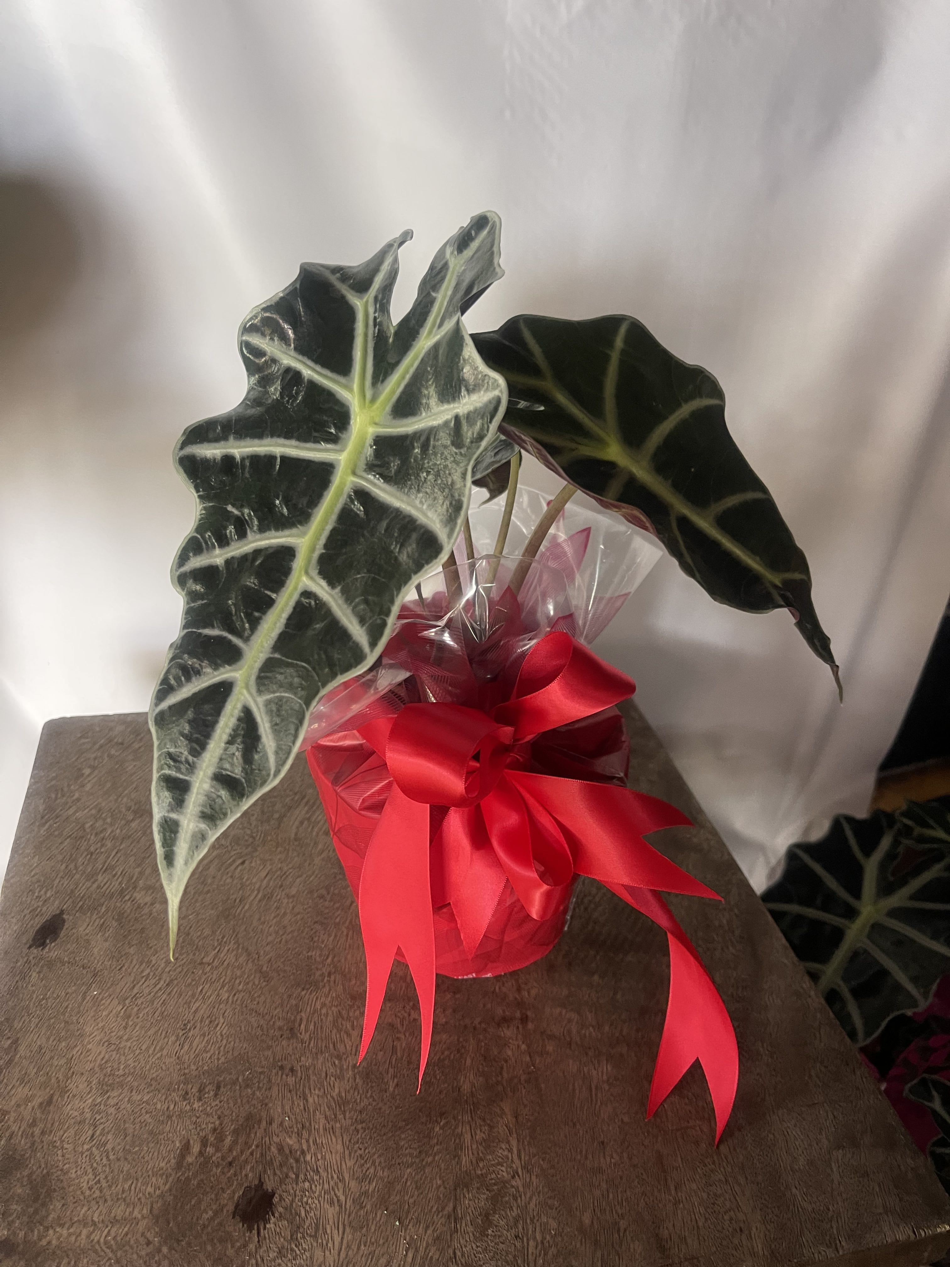 Plant of love -  Celebrate Valentines day   with A beautiful Exotic house   plant to remember your love   