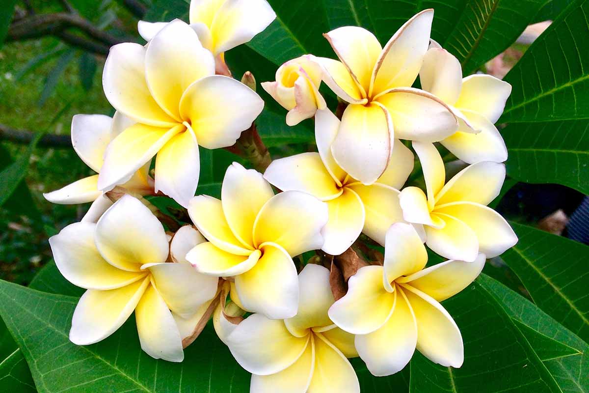 Mix color Plumaria flowers 200 count - The beautiful aroma of Plumaria flowers will drift in the wind and all around you and your loved ones with this fresh picked pack of Plumaria flowers mixed colors of yellow white red pink orange 