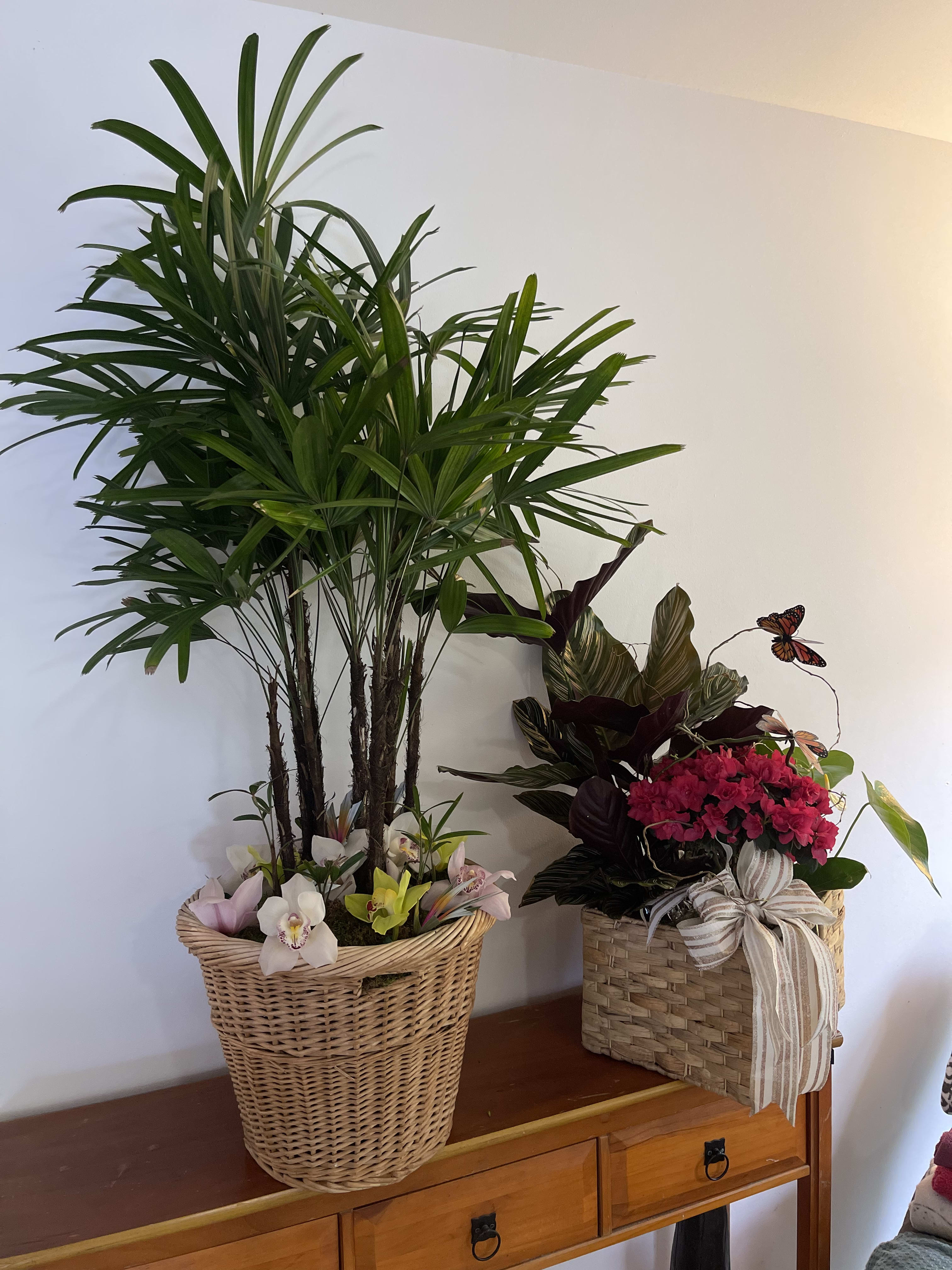 Extra large indoor plant combo power pack - These fun exotic plants Will complement the home perfectly for indoor setting farmers choice indoor plant gift basket package 