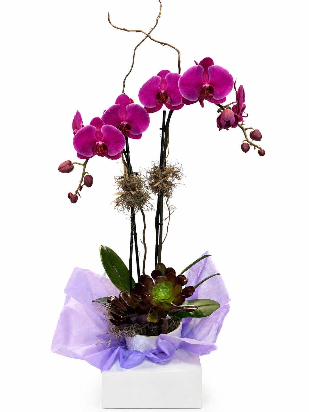 Luxury magenta, orchid arrangement with succulentLuxury magenta, orchid arrangement with Succulents - Magenta phalaenopsis orchids rise in elegant sprays from a white ceramic pot, creating an eye-catching birthday bouquet or anniversary gift that reads modern and refined. The tall, saturated pink‑purple blooms with darker centers give a dramatic vertical silhouette, while a twisted decorative branch and black support stakes add sculptural interest-perfect for someone who appreciates contemporary floral design.  At the base, a compact cluster of glossy succulents in deep burgundy and bright green balances the airy orchids with dense, rosette texture. Decorative moss and a plant stake nestle the composition, and purple tissue wrap gives the presentation a polished, gift‑ready finish. Sized for tabletops or entryway consoles, this arrangement arrives ready to display and brings a long‑lasting mix of bloom and green that will make the recipient feel celebrated and noticed.