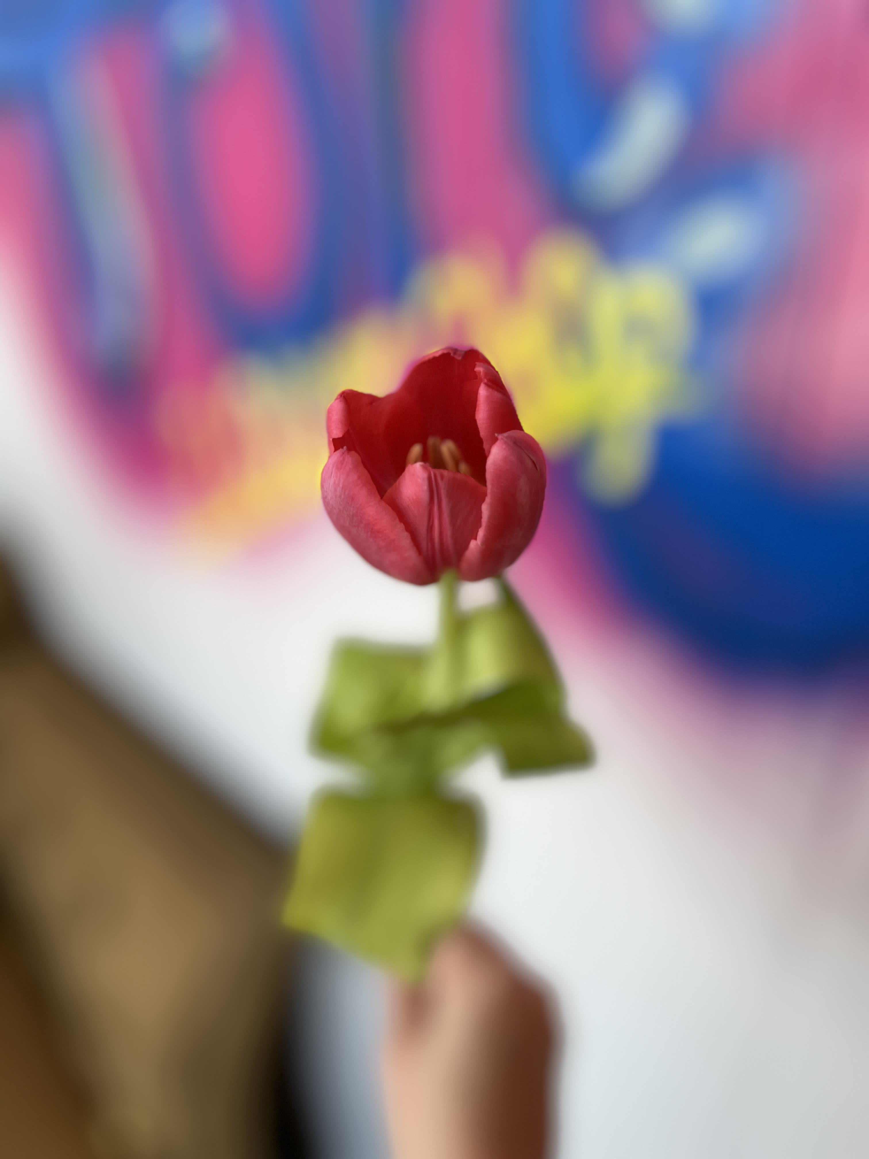 By the stem: pink tulip - 1 stem hot pink tulip