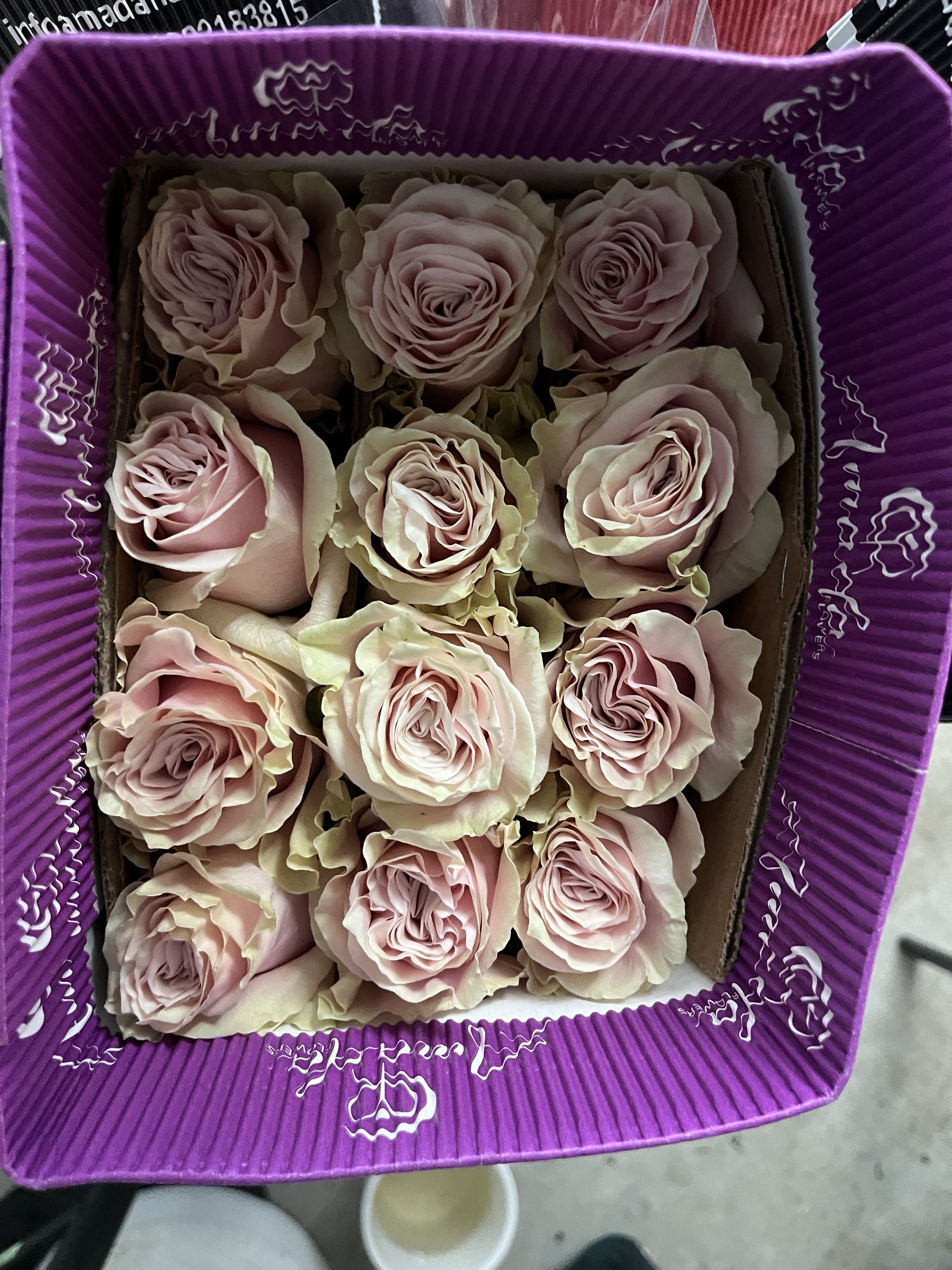 Wholesale: Pink Mondial - 25 long stemmed pink Mondial roses