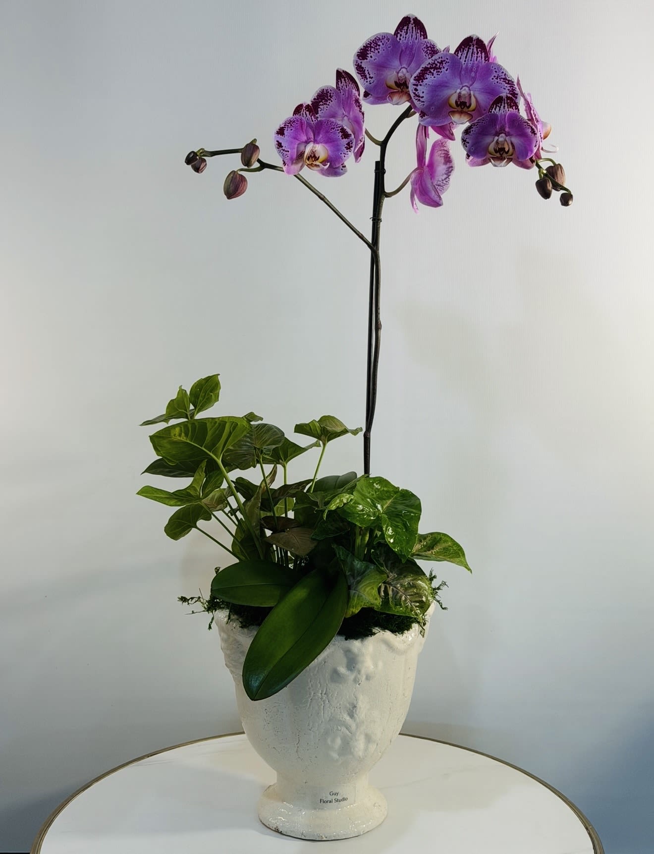 Royal Violet Orchid Garden - Add a luxurious and artistic touch to any space with our Royal Violet Orchid Garden from  Guy Floral Studio. This elegant arrangement features a stunning purple Phalaenopsis orchid beautifully paired with lush tropical greenery in a timeless white ceramic planter.  The vibrant violet orchid blooms create a bold yet sophisticated statement, making this arrangement perfect for birthdays, anniversaries, thank you gifts, sympathy gestures, office décor, or luxury home styling. Its modern European inspired design brings beauty and tranquility to any room.  At  Guy Floral Studio, we specialize in premium orchid arrangements handcrafted daily using fresh orchids and high quality tropical plants. Every orchid garden is carefully designed to feel elegant, modern, and long-lasting.  We proudly offer same day orchid and plant delivery in Los Angeles, Beverly Hills, West Hollywood, Hollywood Hills, Studio City, Sherman Oaks, Encino, Santa Monica, Beverly Grove, and surrounding areas.  Looking for elegant orchid delivery near you? Our luxury orchid gardens are designed to impress and make every occasion unforgettable.