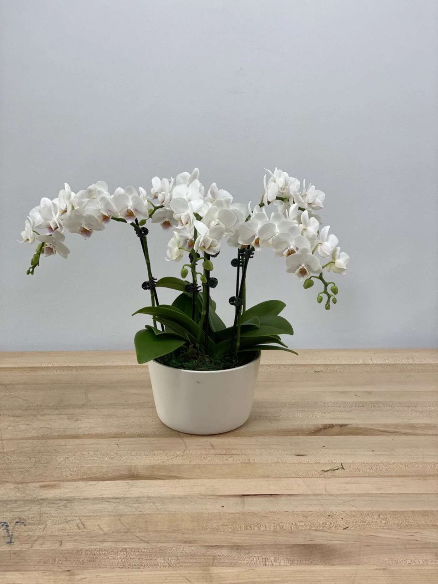 White orchid plant in a white pot on a wooden table