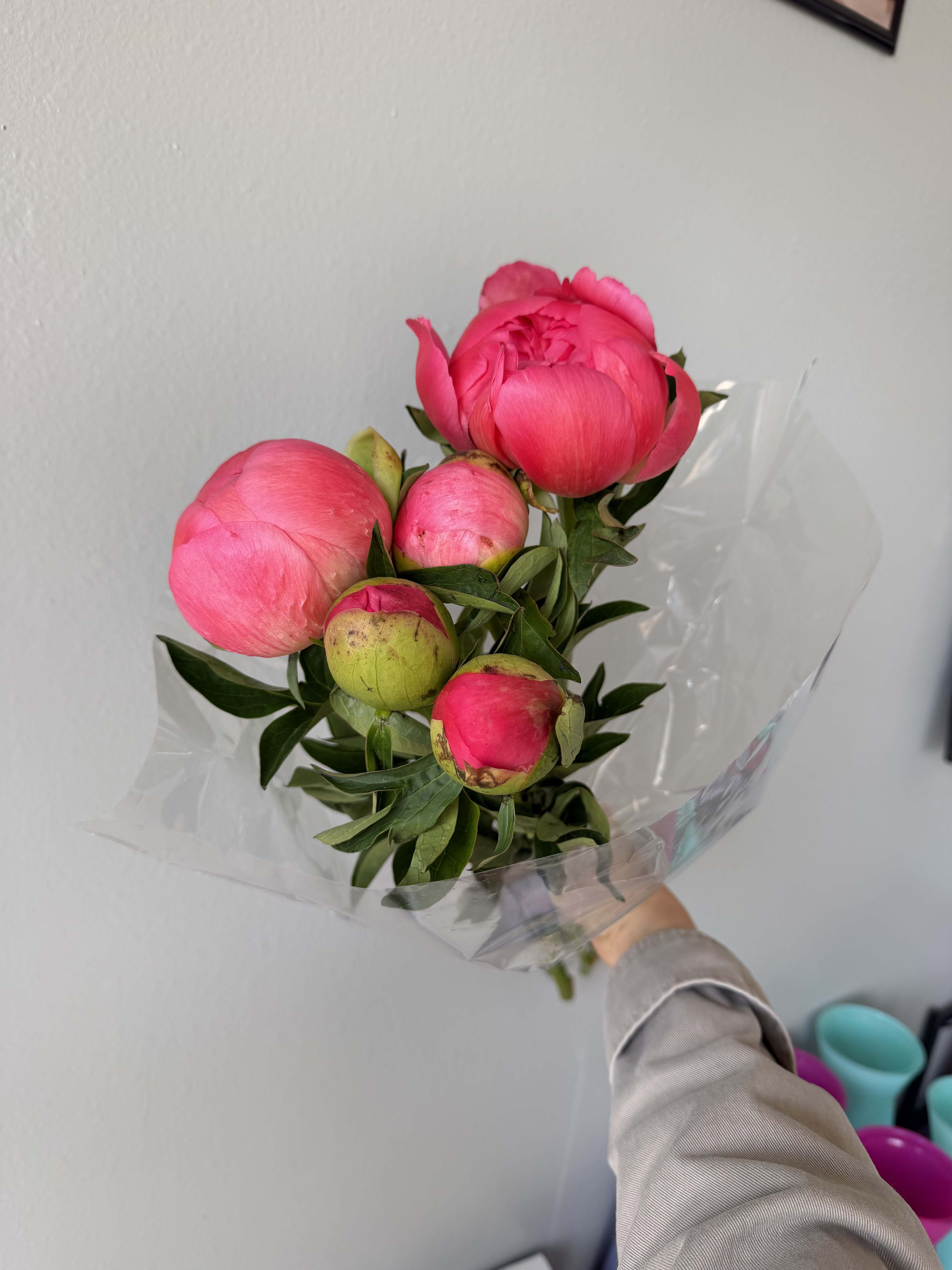 wholesale peonies - wholesale pack of peonies