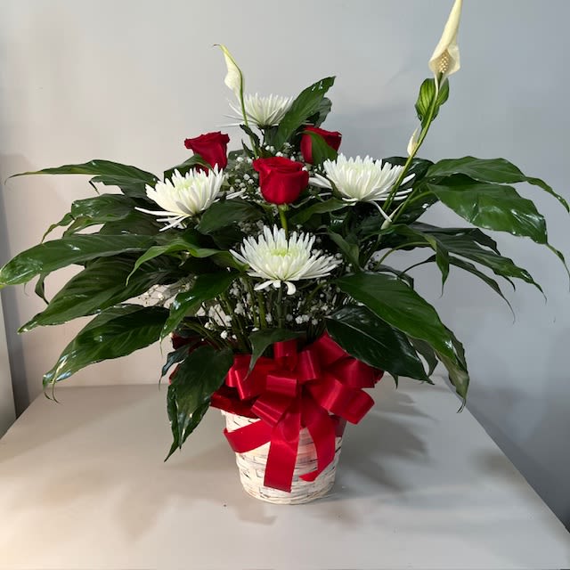 Red roses and white spider mums in a white basket with a red bow