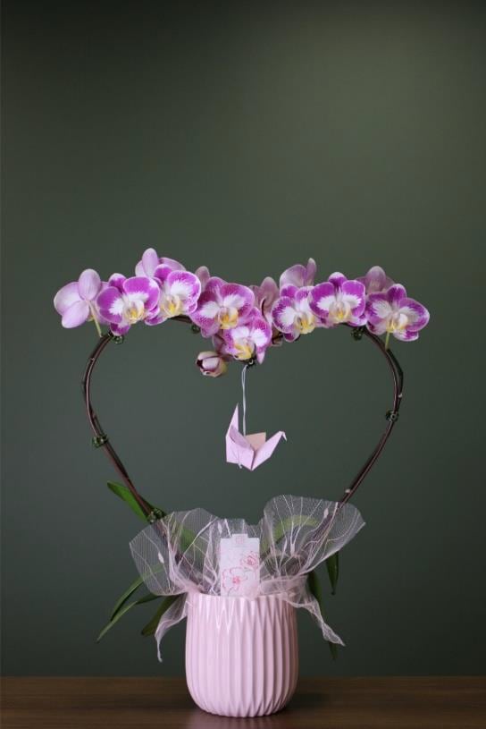 planted orchid single heart - This potted, two phalaenopsis stems connecting into a heart, perfect gift for Mom, lovely, long lasting flowers.  