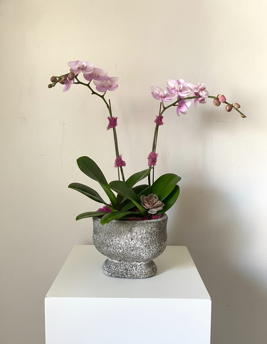 "Hermosa" Orchid Arrangement - Two arching stems of pale pink Phalaenopsis orchids give this housewarming and just-because arrangement a quietly elegant presence-the kind of gift that says "you're thought of" without being showy. The orchid sprays form a graceful, symmetrical silhouette that reads romantic enough for anniversaries or Valentine's Day, gentle enough for get well and thinking-of-you moments, and polished for thank-you or admin professionals' week gifts.  Set in a textured silver pedestal planter, the composition pairs glossy green orchid leaves with a small succulent tucked at the base for contrast in texture and tone. Soft white and purple undertones in the blooms add depth to the pink petals, while the compact footprint makes it ideal for tabletops, desks, or entry consoles. Dimensions suit everyday display and refined office settings; the balanced, airy arrangement keeps visual impact without overwhelming a space.  Perfect for birthdays, Mother's Day, Women's Day, or to say "I'm sorry" with sincerity, this design feels like a long-lasting keepsake-the orchids' stems arching like a warm embrace. Minimal care (bright, indirect light and occasional watering to the planter) keeps the display looking fresh; it arrives ready to place and enjoy, an understated way to celebrate, console, or delight the person you're thinking of.