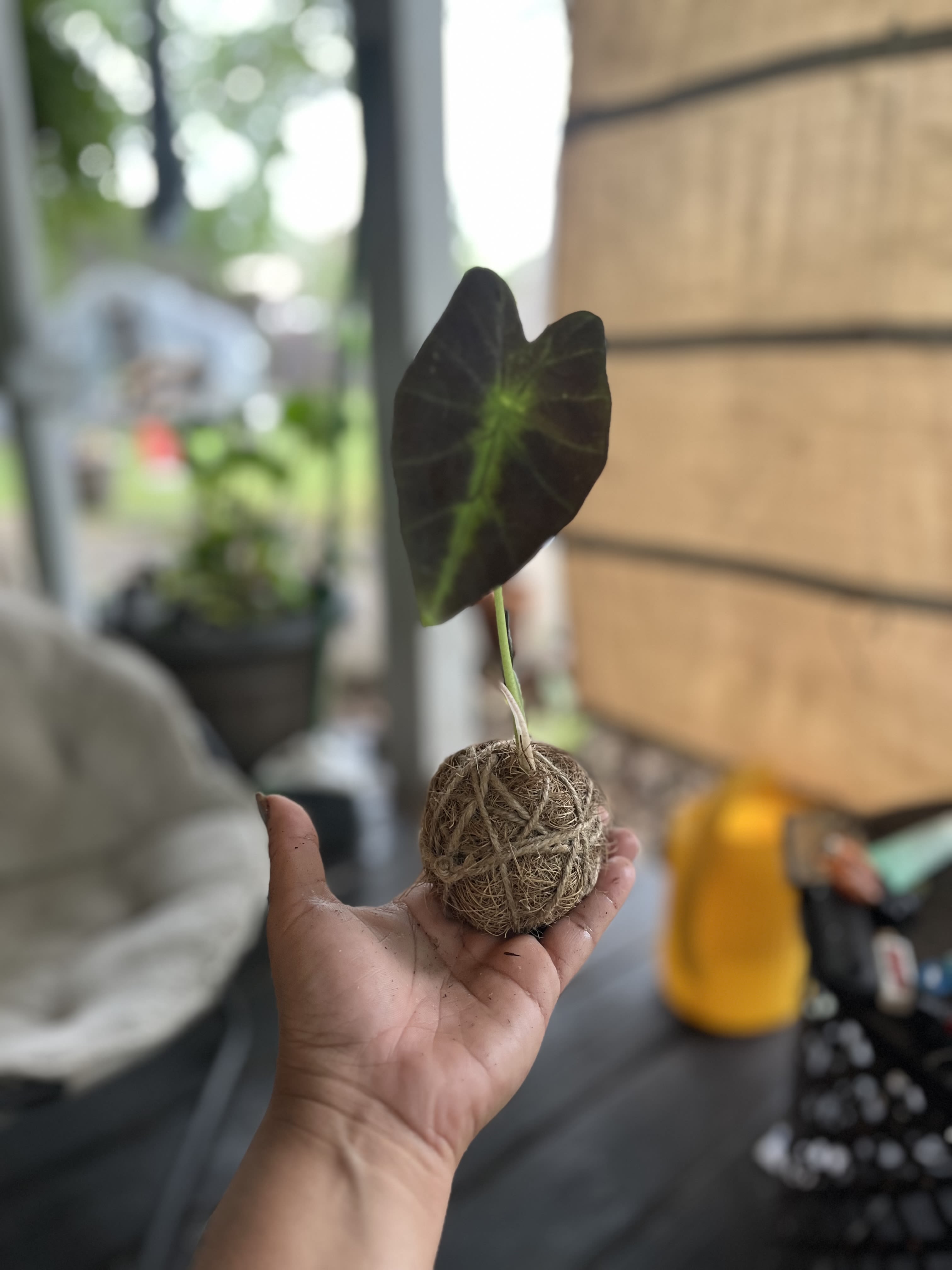 Small kokedama-style plant with a single green leaf held in a hand