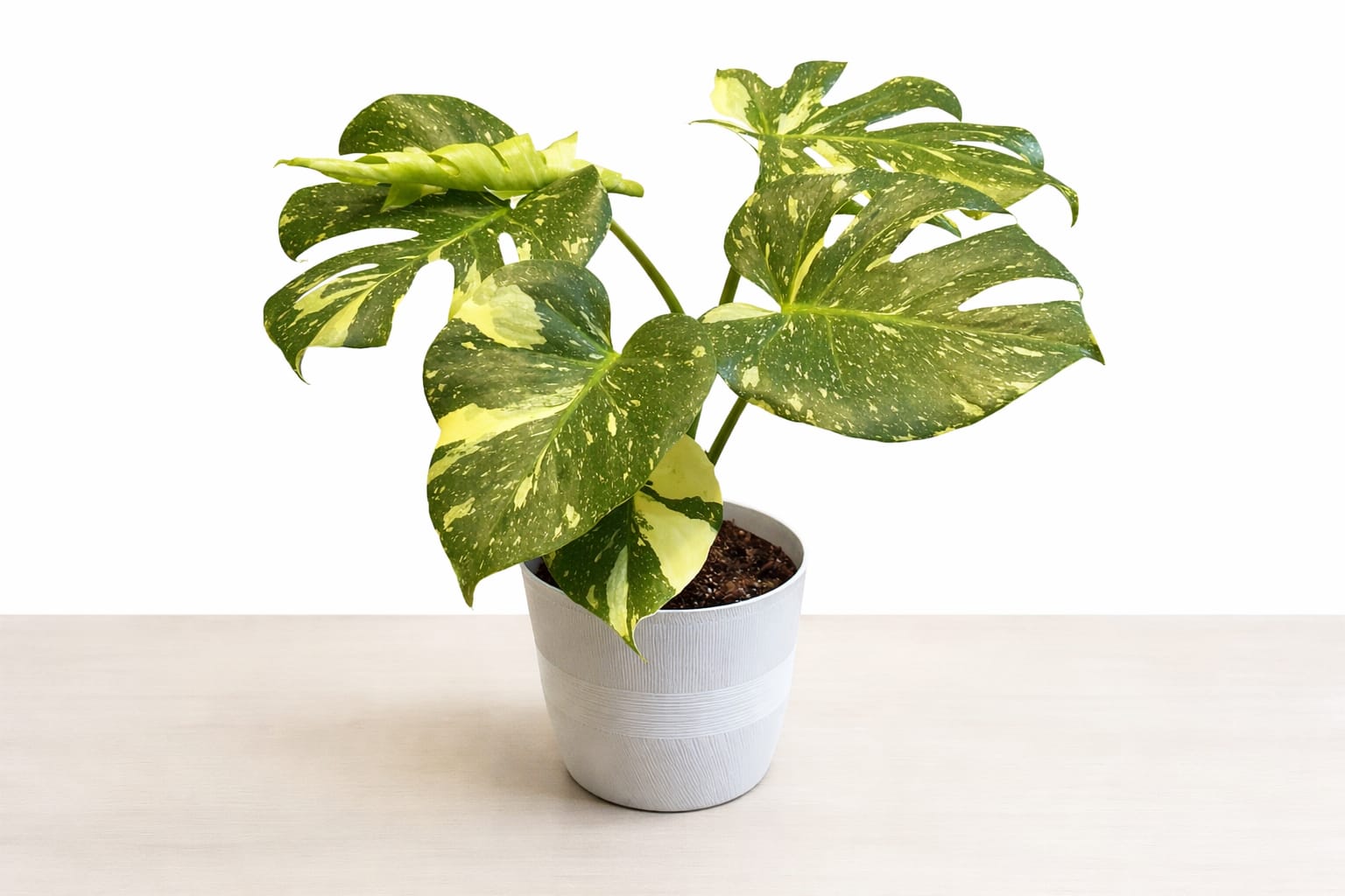 Variegated monstera plant in a white pot on a table