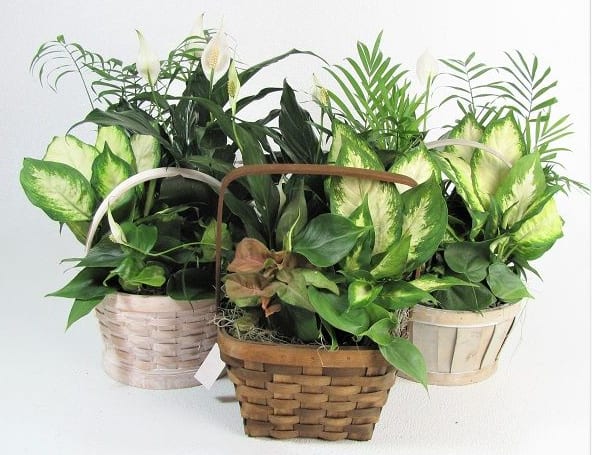 Three baskets of green houseplants with white blooms