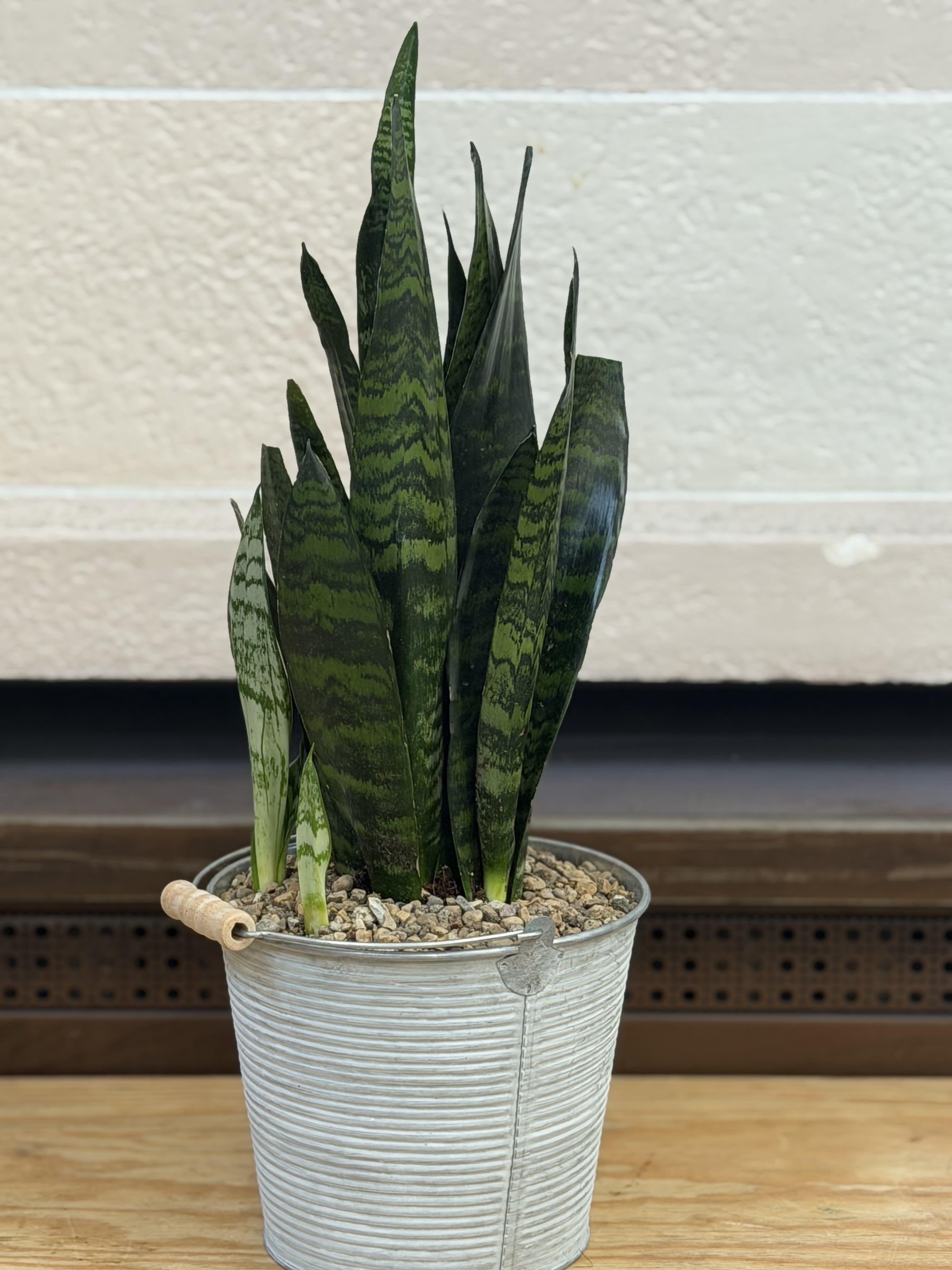 Snake Plant in Tin Bucket  - A 6" snake plant planted in a tin bucket with a handle. 