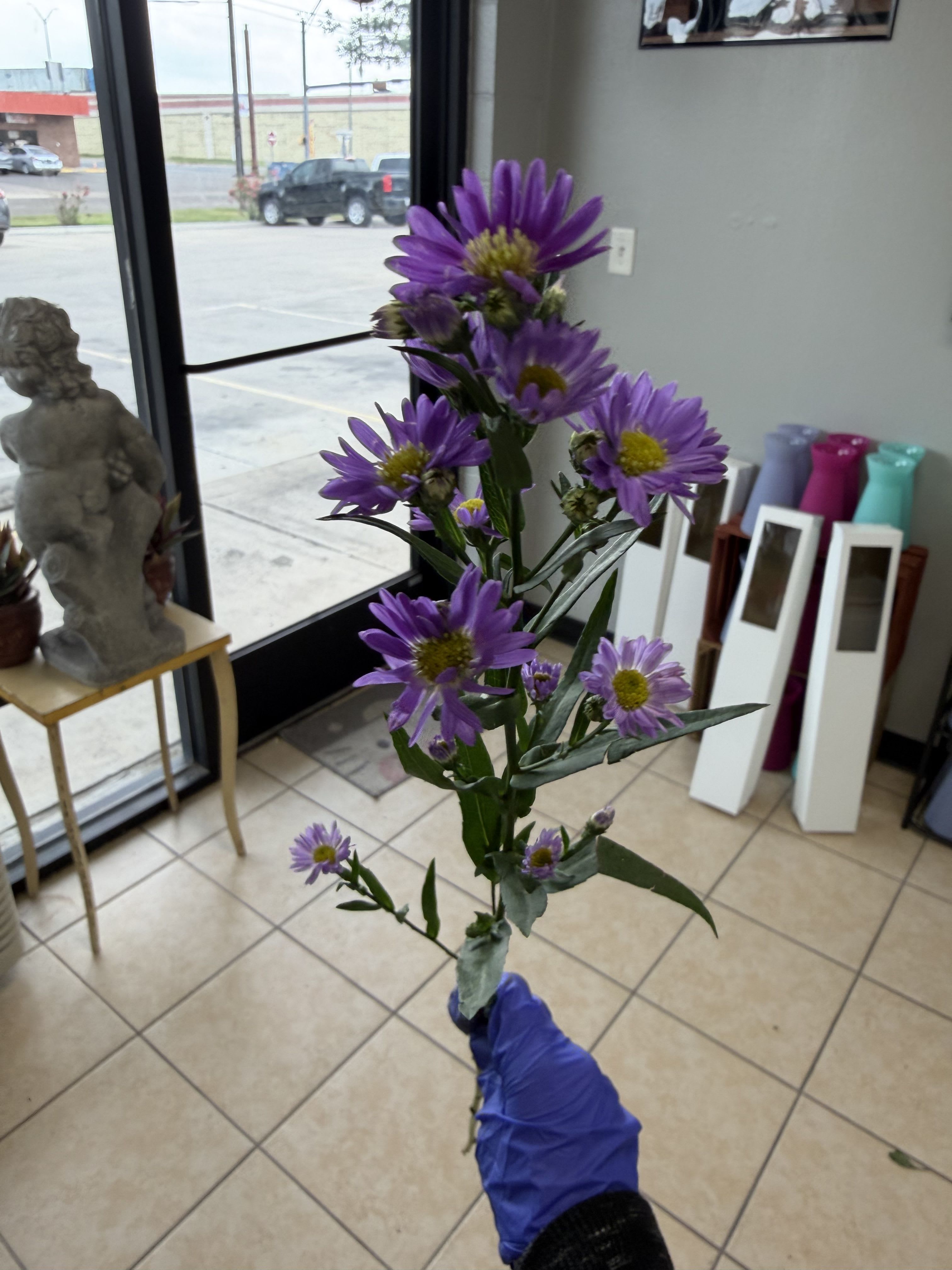 Montesano purple - Single stem of montecasino aster