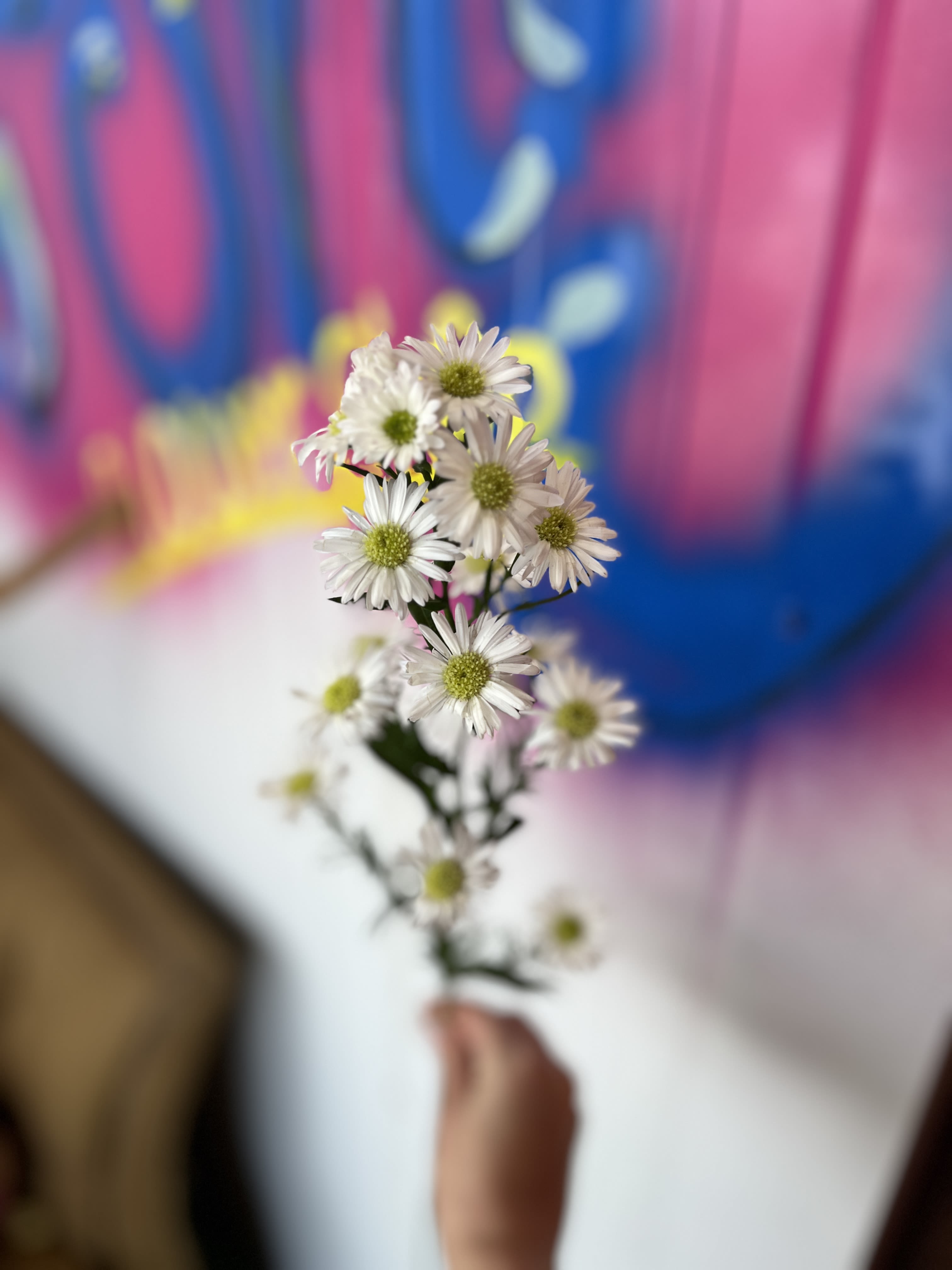 By the stem: Montecasino Mardi aster - 1 long stem Monetcasino Mardi aster