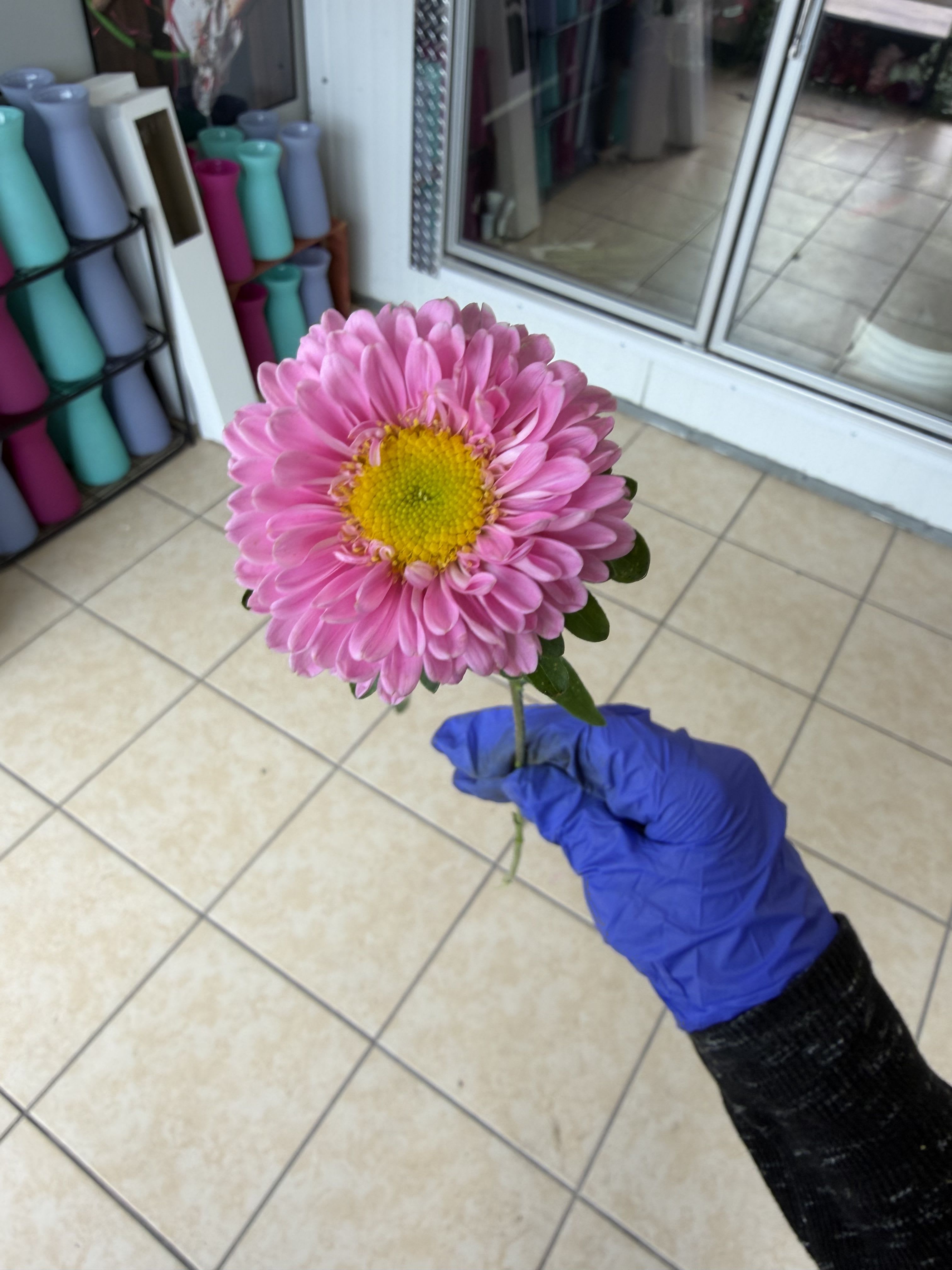 Matsu daisy - Single stem of matsu. Available in red pink hot pink and white