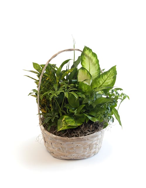 Large Plant Basket - A peaceful basket filled with lush green plants, thoughtfully designed to offer comfort and lasting beauty. Commonly sent as a sympathy tribute, this natural arrangement serves as a meaningful expression of remembrance, support, and care. Its timeless greenery makes it a comforting addition to the home or service.  