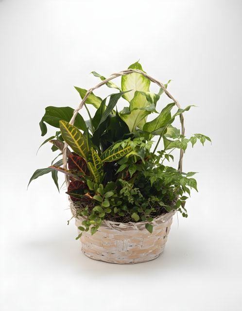 Medium Plant Basket - A peaceful basket filled with lush green plants, thoughtfully designed to offer comfort and lasting beauty. Commonly sent as a sympathy tribute, this natural arrangement serves as a meaningful expression of remembrance, support, and care. Its timeless greenery makes it a comforting addition to the home or service.  