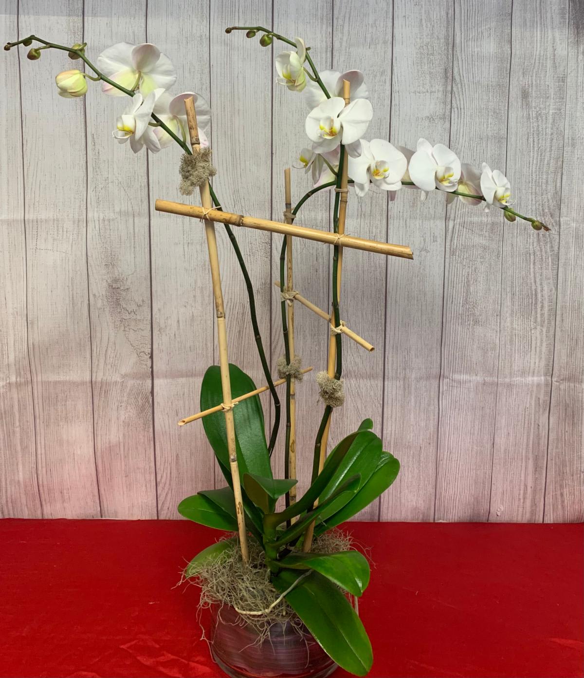 White orchid plant in a pot with bamboo stakes