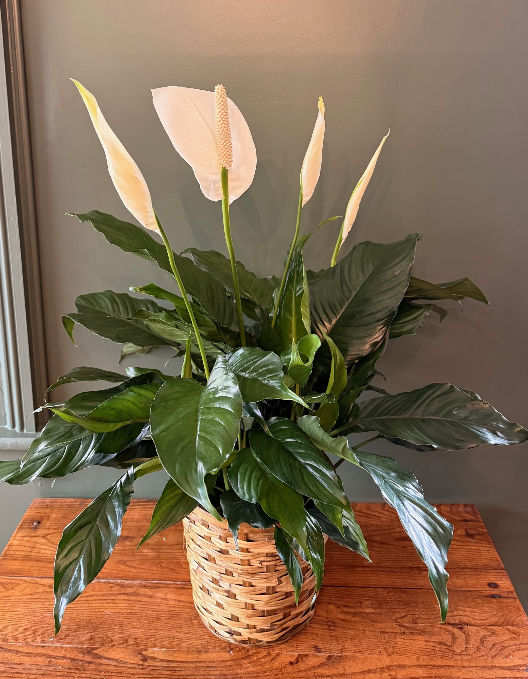 Potted peace lily with white blooms in a woven basket