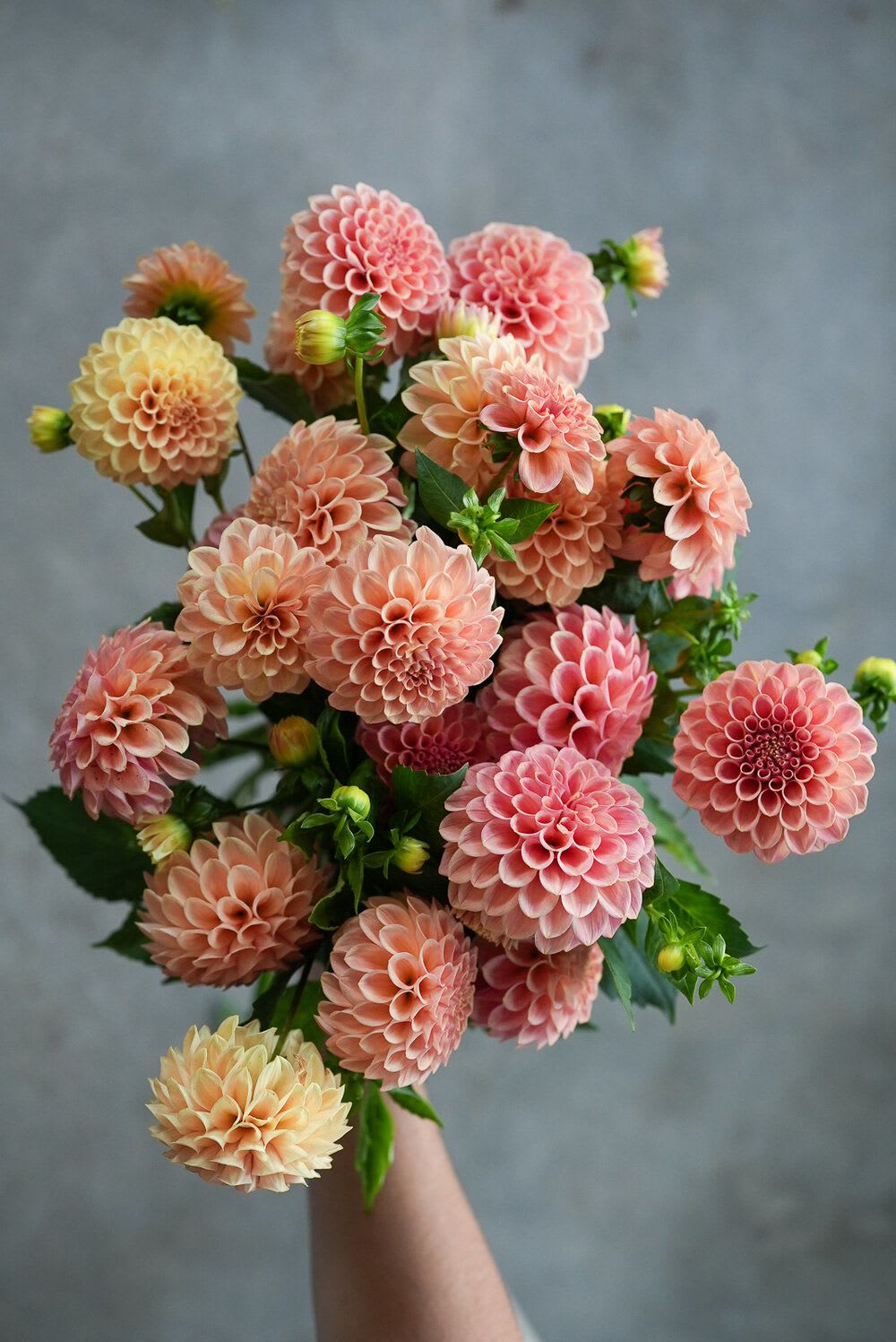 Handheld bouquet of peach and pink dahlias