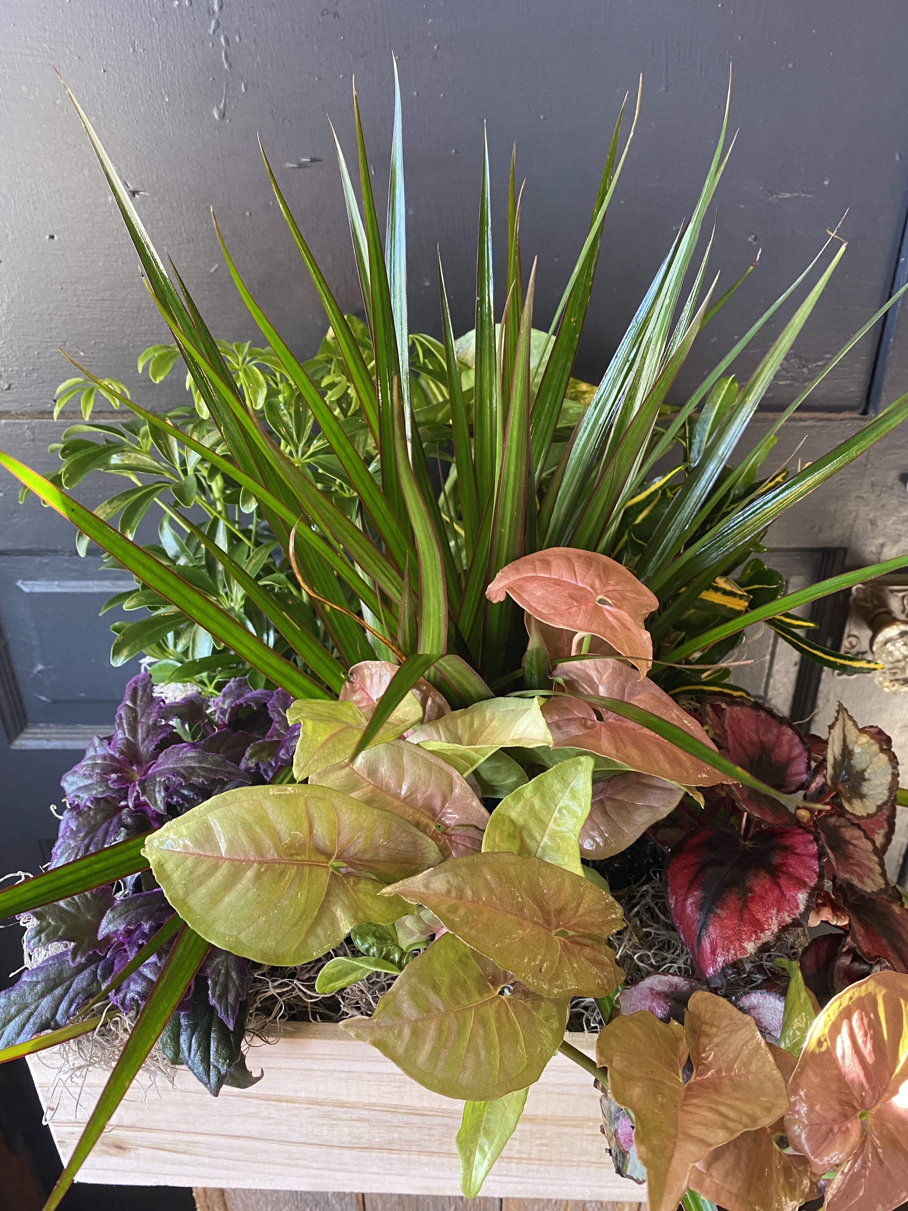 Mixed potted plants with spiky and heart-shaped leaves in a wooden planter