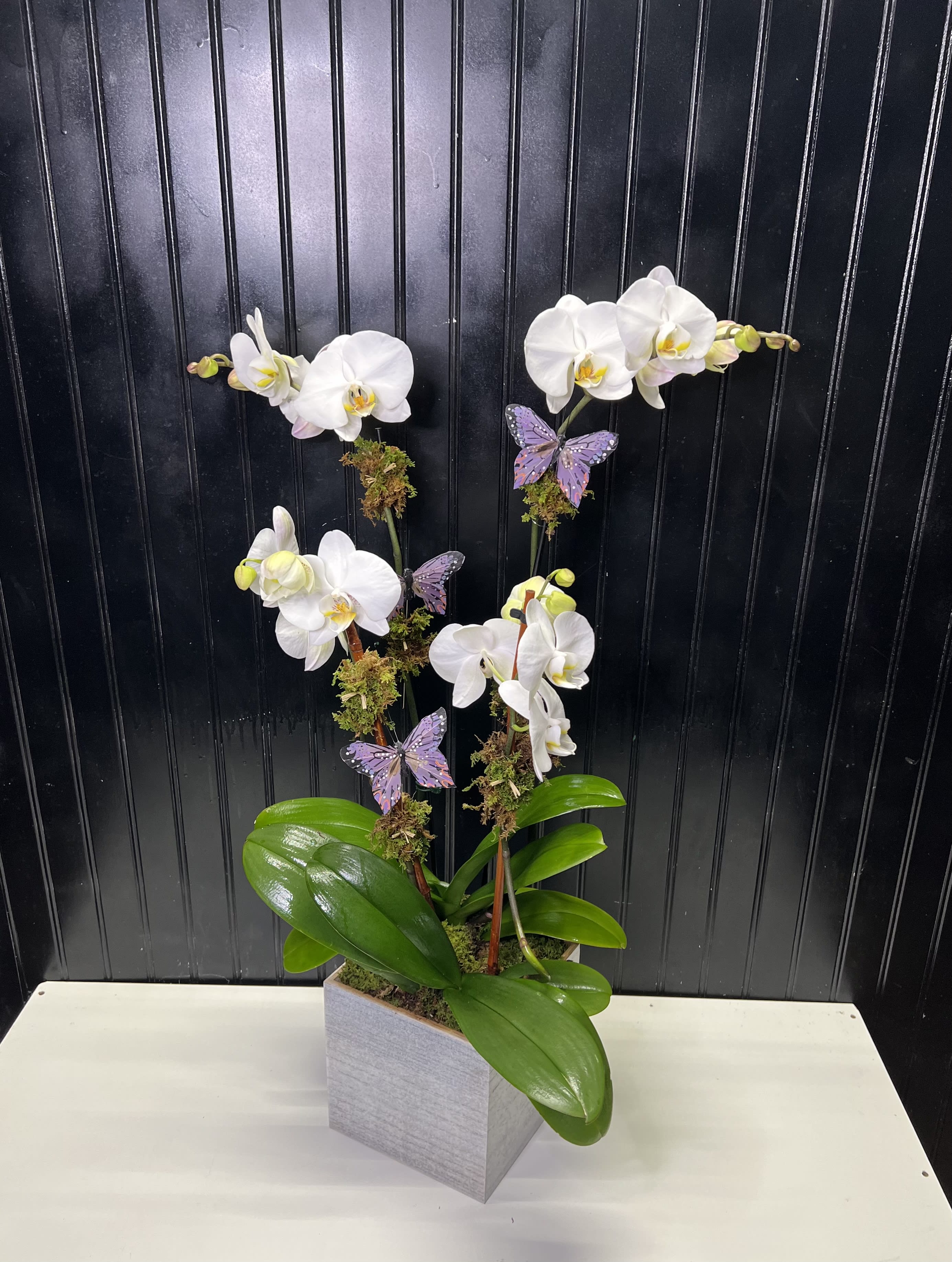 Butterflies in orchid  - A beautiful house plant perfect for any space 