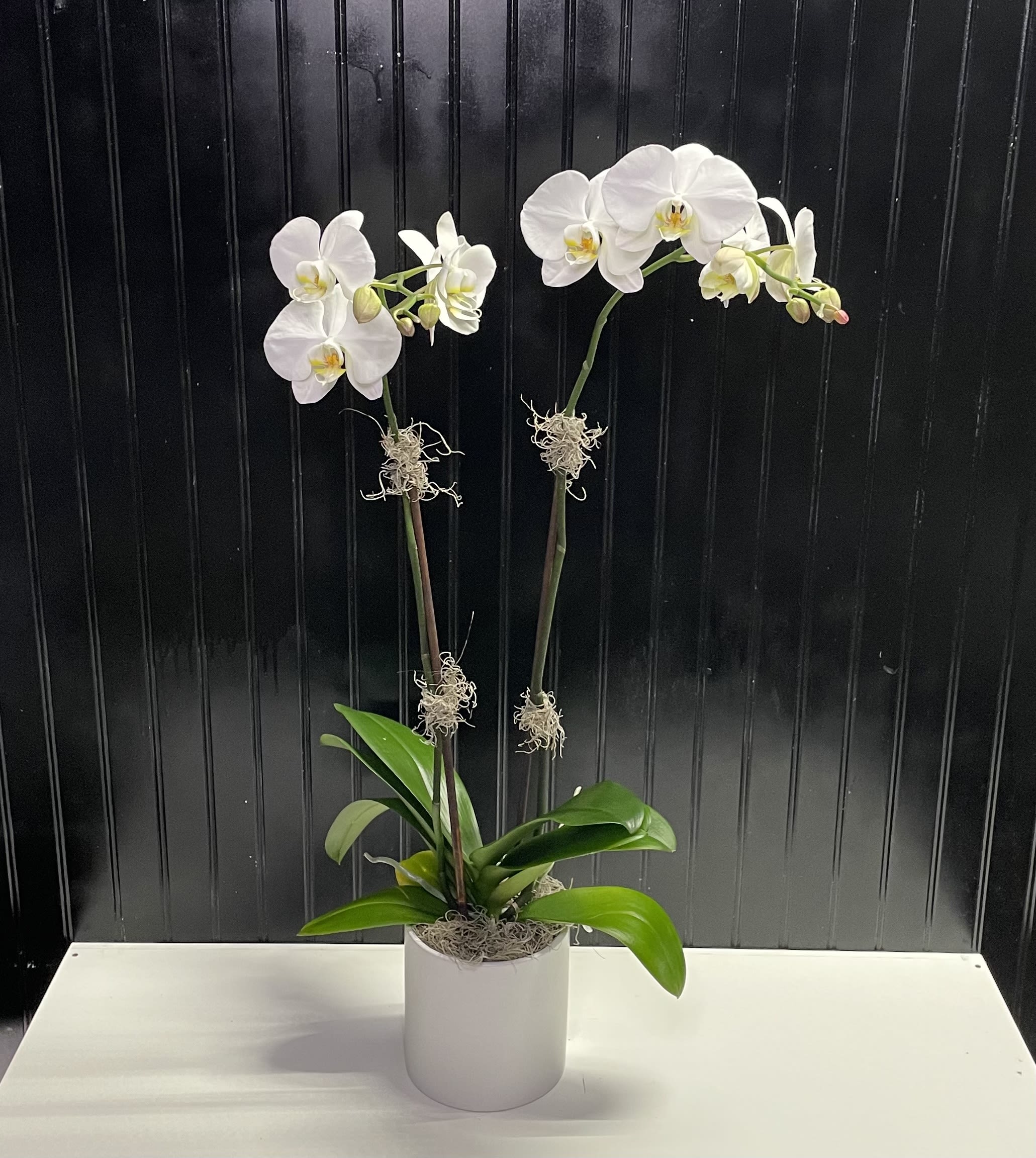 Double White orchid plant - Beautiful white orchid plant