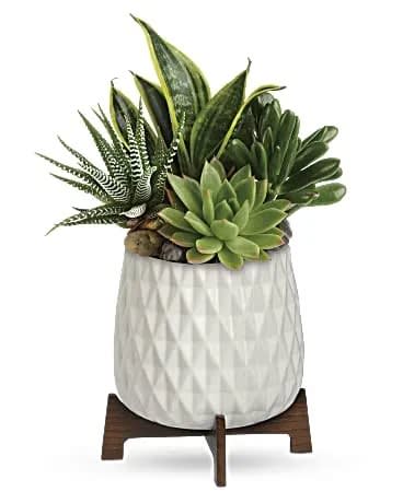 Modern Mood Succulent Garden - Happiness is sure to grow when this unique gift is delivered, featuring four low-maintenance plants in a mid-century ceramic planter with wooden base. This living gift features a variegated sansevieria plant, a large green echeveria succulent plant, a green haworthia zebra succulent plant, and a green sedum succulent plant. Delivered in a Mid Mod Geometric Planter. 