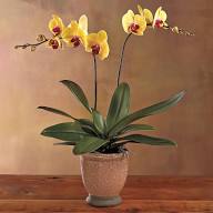 ORCHIDS PLANT - Single peach orchid with a two brunches   can be pink color, white, peach 