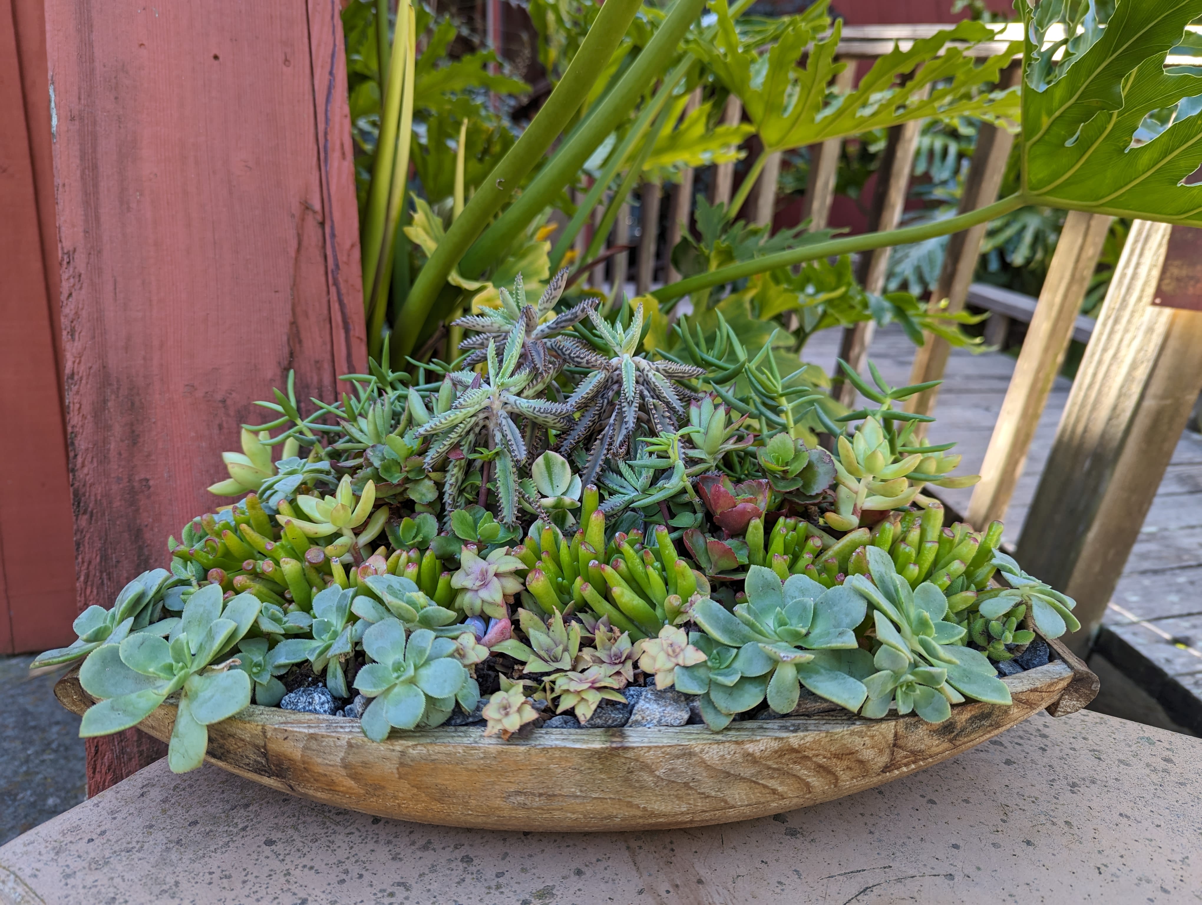 Mix of succulents - Beautiful mix of succulents in a low bowl, perfect for an outdoor area.