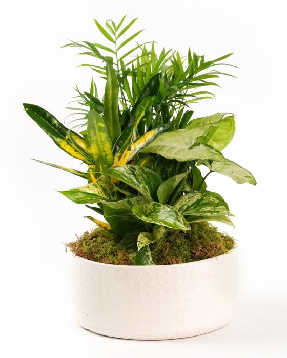 Small Dish Garden   - This low bowl filled with living plants will also carry comfort and compassion for many months to come. Perfect to send to the home or service. 