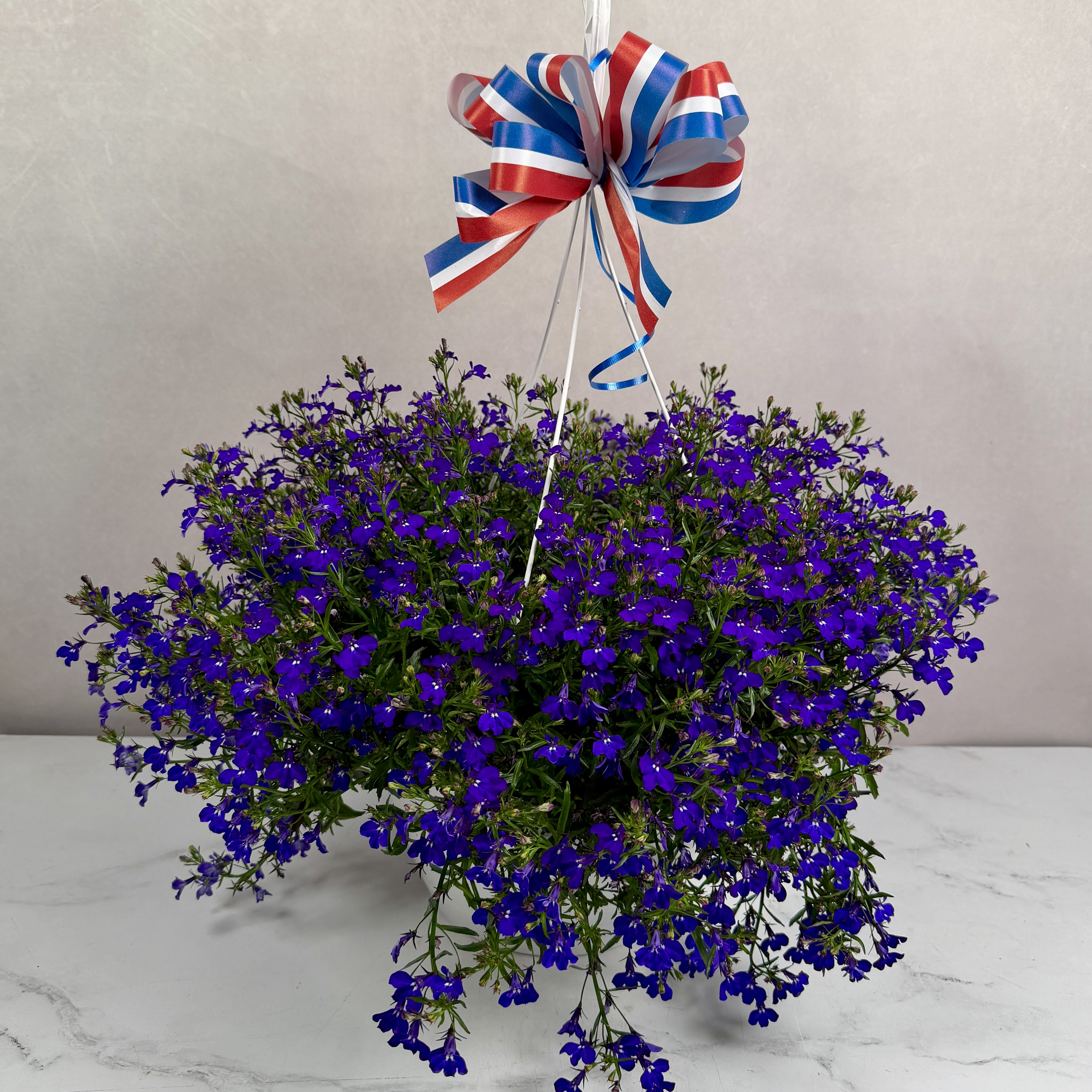 Memorial Day Special - Lobelia Hanging Basket - Celebrate Memorial Day in style with one of our stunning Lobelia Hanging Baskets! This delightful basket is overflowing with petite, indigo/violet colored blooms amongst dense green foliage. Topped with a festive red, white, and blue colored bow, this hanging basket is a lovely way to celebrate the holiday with some natural charm, and you can even continue to enjoy flowers long after the holiday is over! This hanging basket comes in a plastic pot with an attached hook, ready to hang from your porch, patio, or any sunny or partially shaded spot outdoors. 