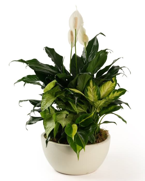 Dish Garden XL - A variety of green plants in a ceramic container. Plants are an easy to maintain gift that brings life to a home or office. Sending a plant makes a great gift, providing lasting beauty to the environment.