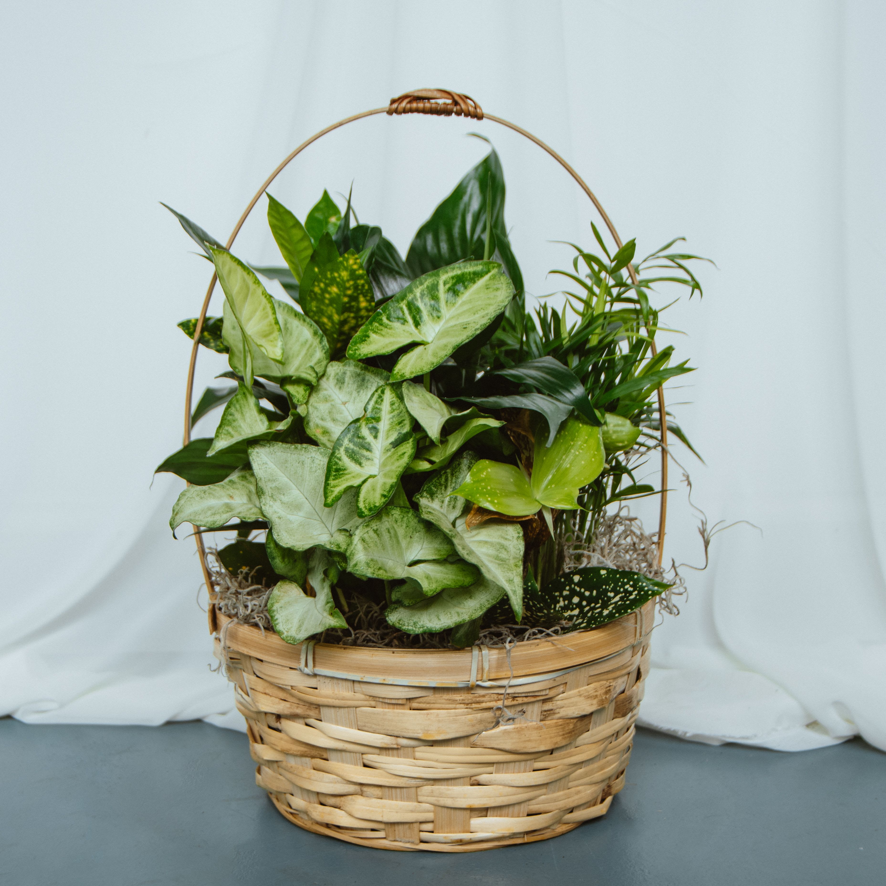 Basket Garden 9in - Assorted plants in a 9in basket.  Plant types and basket color/design may vary.
