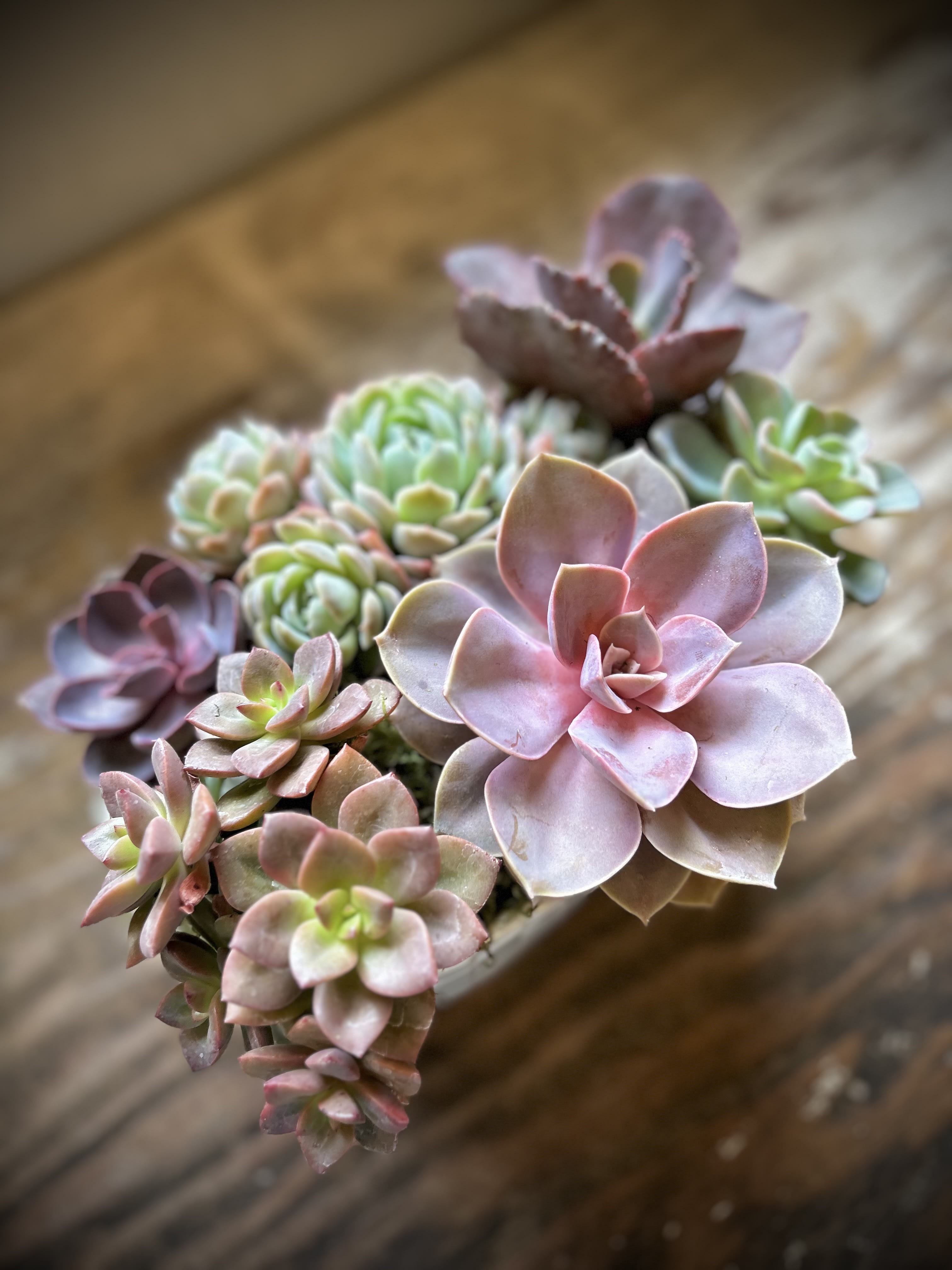 Cluster of pastel succulents in a small container