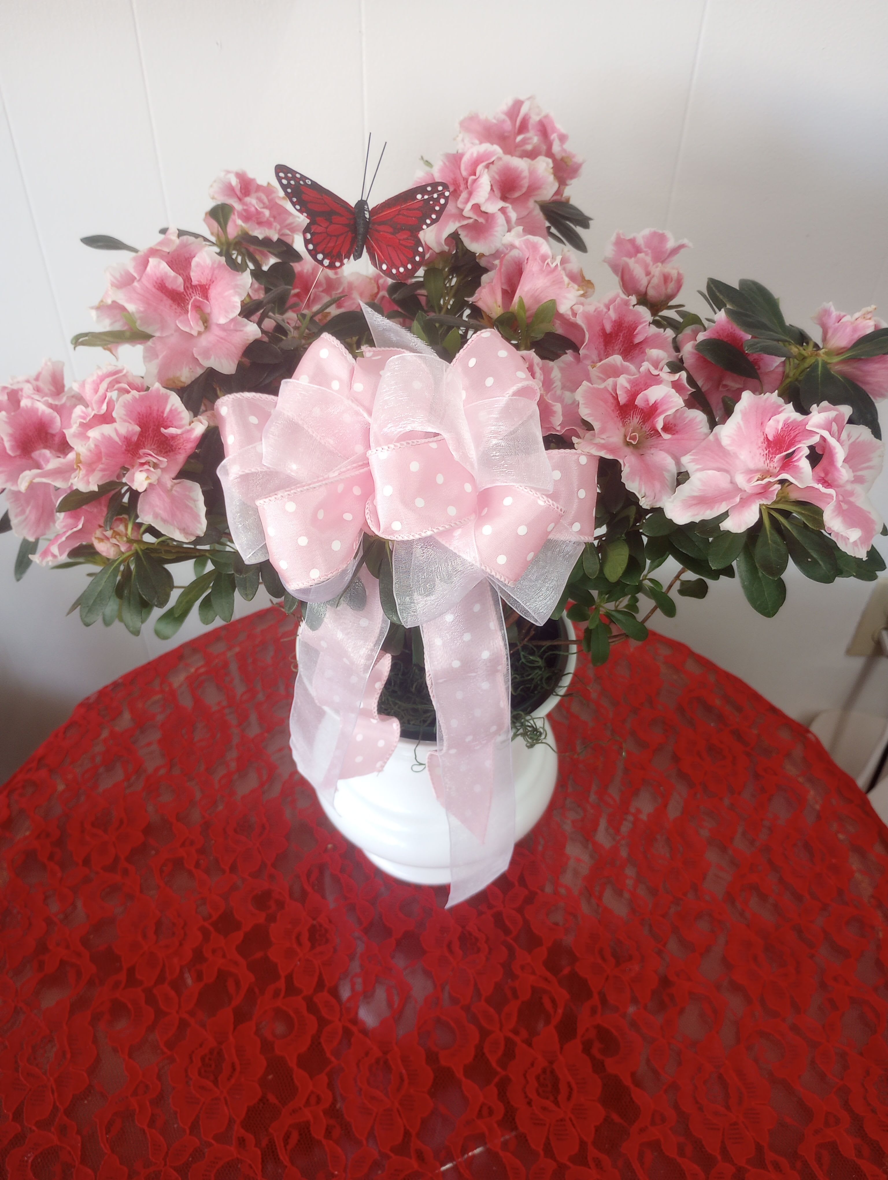 Pink and White Azalea - Pink and white azalea blooms with green foliage in a white container accented by a pink bow and red butterfly-cheerful, feminine spring plant for brightening any room. 