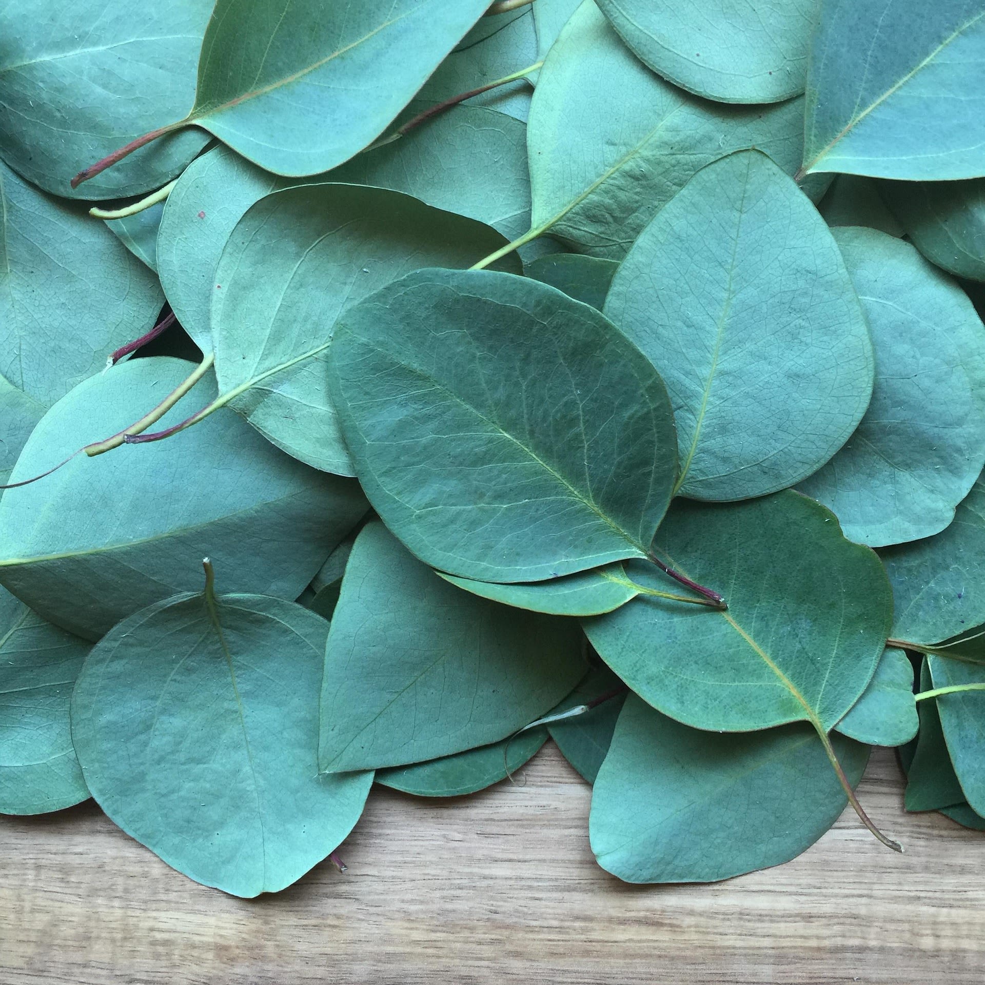 EUCALYPTUS (FRESH CUT)  - Hanging eucalyptus in your shower creates a spa-like experience while offering health benefits like improved breathing and reduced inflammation. Eucalyptus releases natural oils in the shower's steam, which can boost energy, clear sinuses, and uplift your mood.