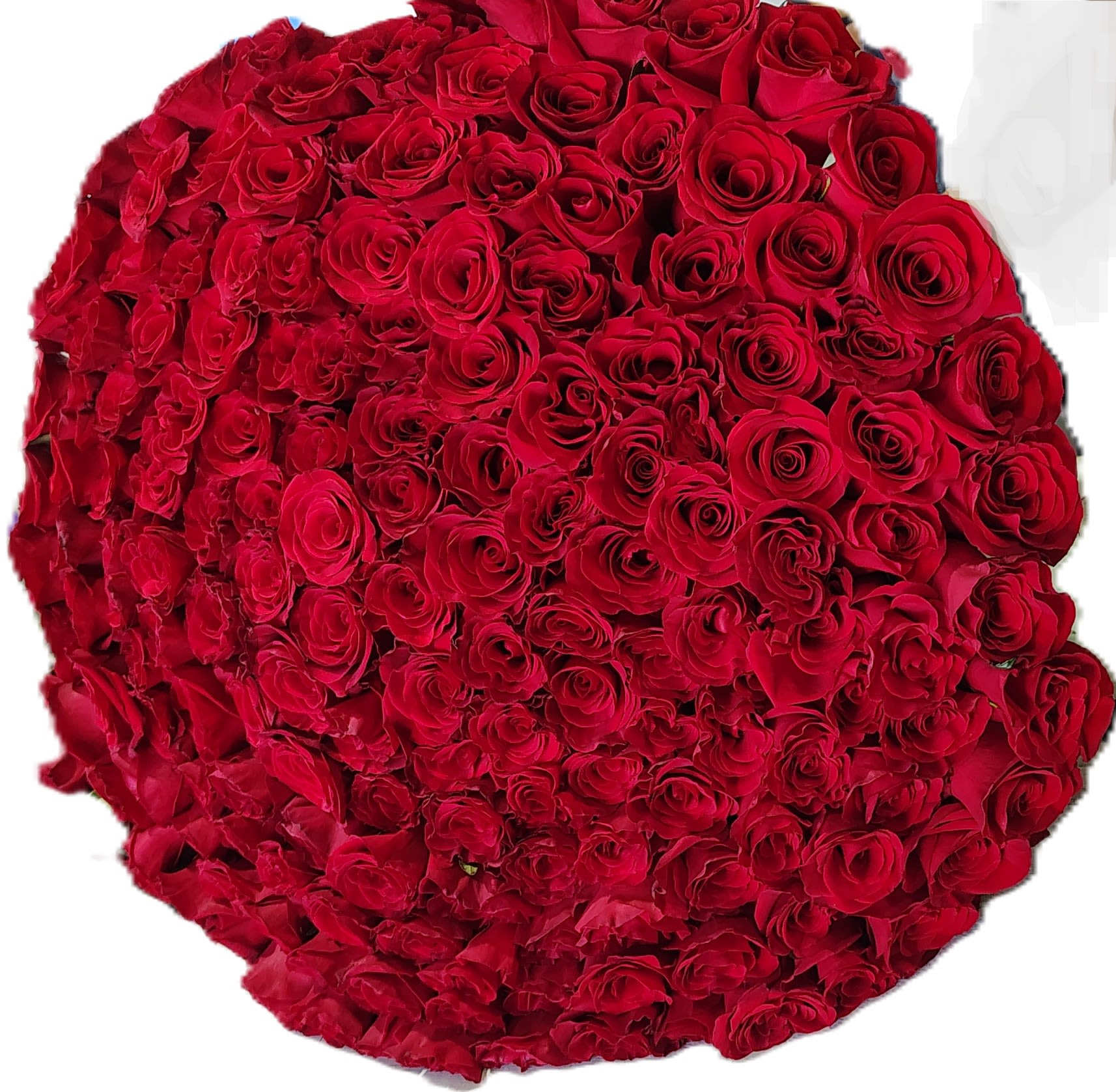 300 Premium Red Roses - A lavish cascade of deep red romance-this flower arrangement of 300 premium red roses is the ultimate anniversary or Valentine's bouquet designed to make her feel wildly adored. The dense, dome-shaped mass of tightly packed roses reads as a single, sumptuous statement: velvety petals, full layered heads, and an uninterrupted field of scarlet that immediately conveys passion and devotion.  Every stem contributes to a rich, uniform surface of red blooms, creating a luxurious, dramatic presentation perfect for milestone celebrations, proposals, or any moment you want to mark with unmistakable love. No vase or wrapping distracts from the flowers themselves-the focus is on volume, texture, and the classic symbolism of red roses.  For the person you're celebrating, this is the kind of bouquet that makes them feel truly seen and cherished. Order with standard care: keep stems in fresh water, recut stems at an angle, and place away from direct heat or drafts to enjoy peak bloom longevity.