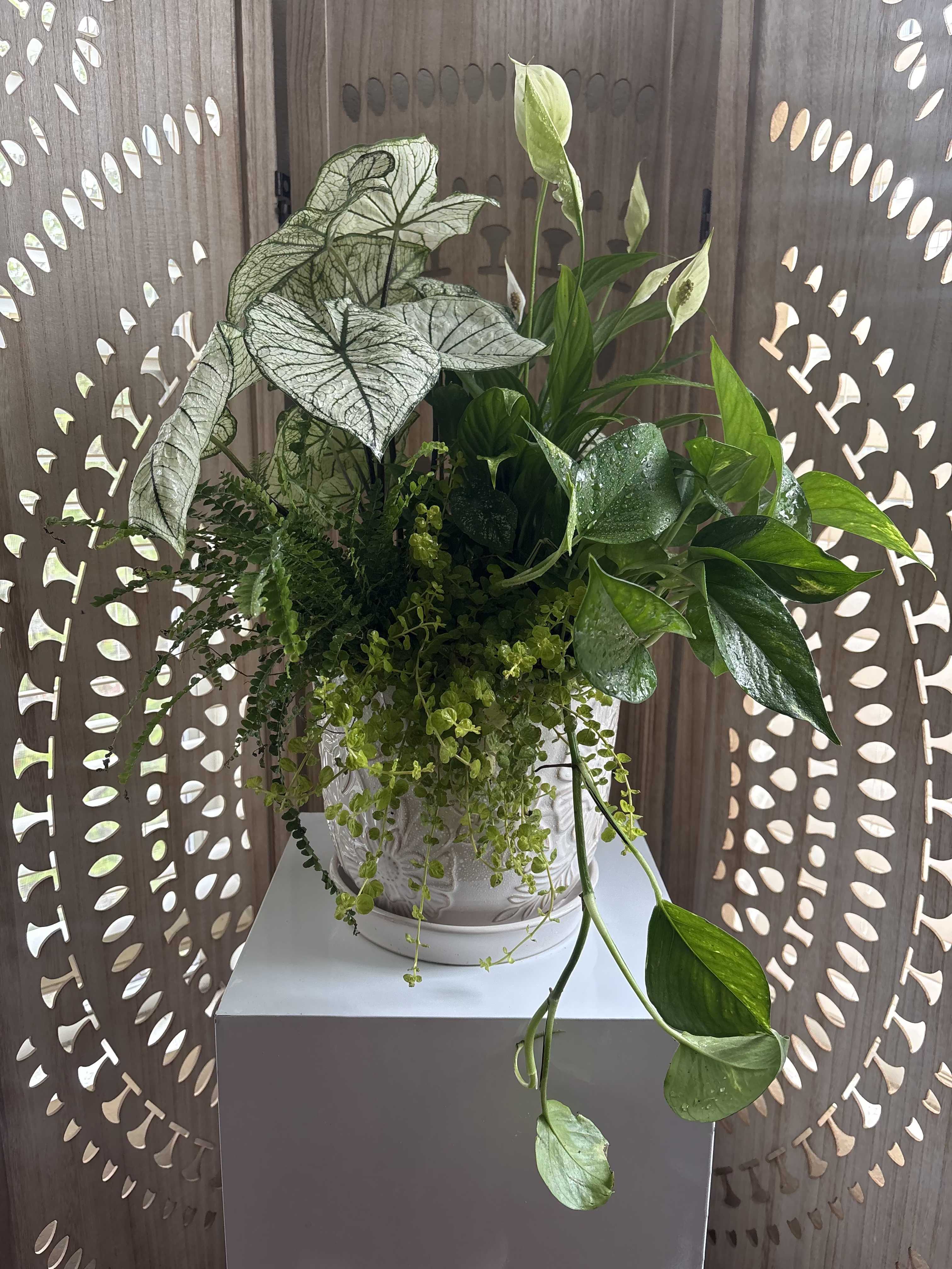 Sweet Remembrance Grove - A living garden designed to bring comfort long after the services are over. Sweet Remembrance Grove features a peaceful blend of lush greenery and soft texture with a peace lily, caladium, fern, and trailing pothos. Thoughtfully planted together as a lasting tribute meant to be taken home and cared for with love. A gentle reminder that love continues to grow.