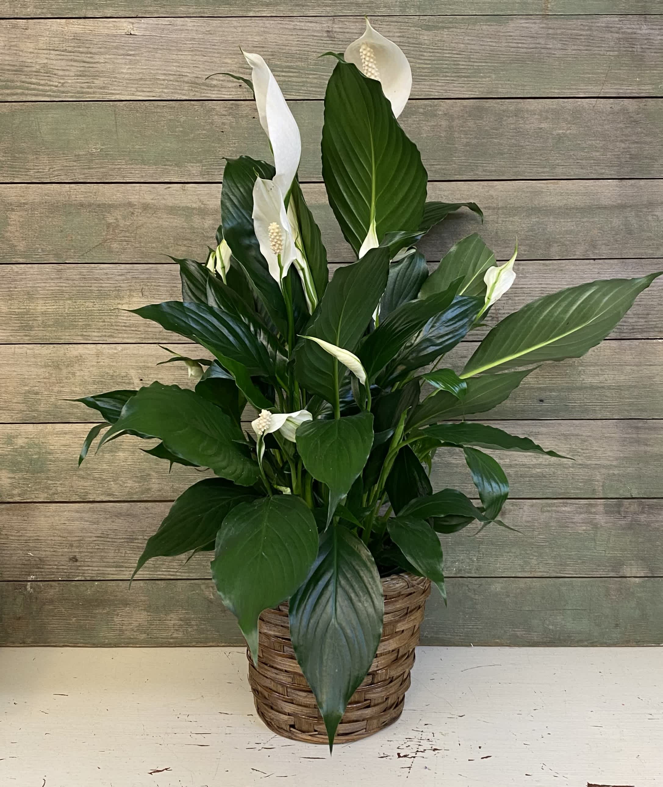 Potted peace lily arrangement in a woven basket