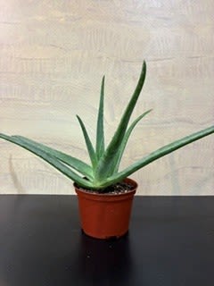 Houseplant Aloe vera - aloe